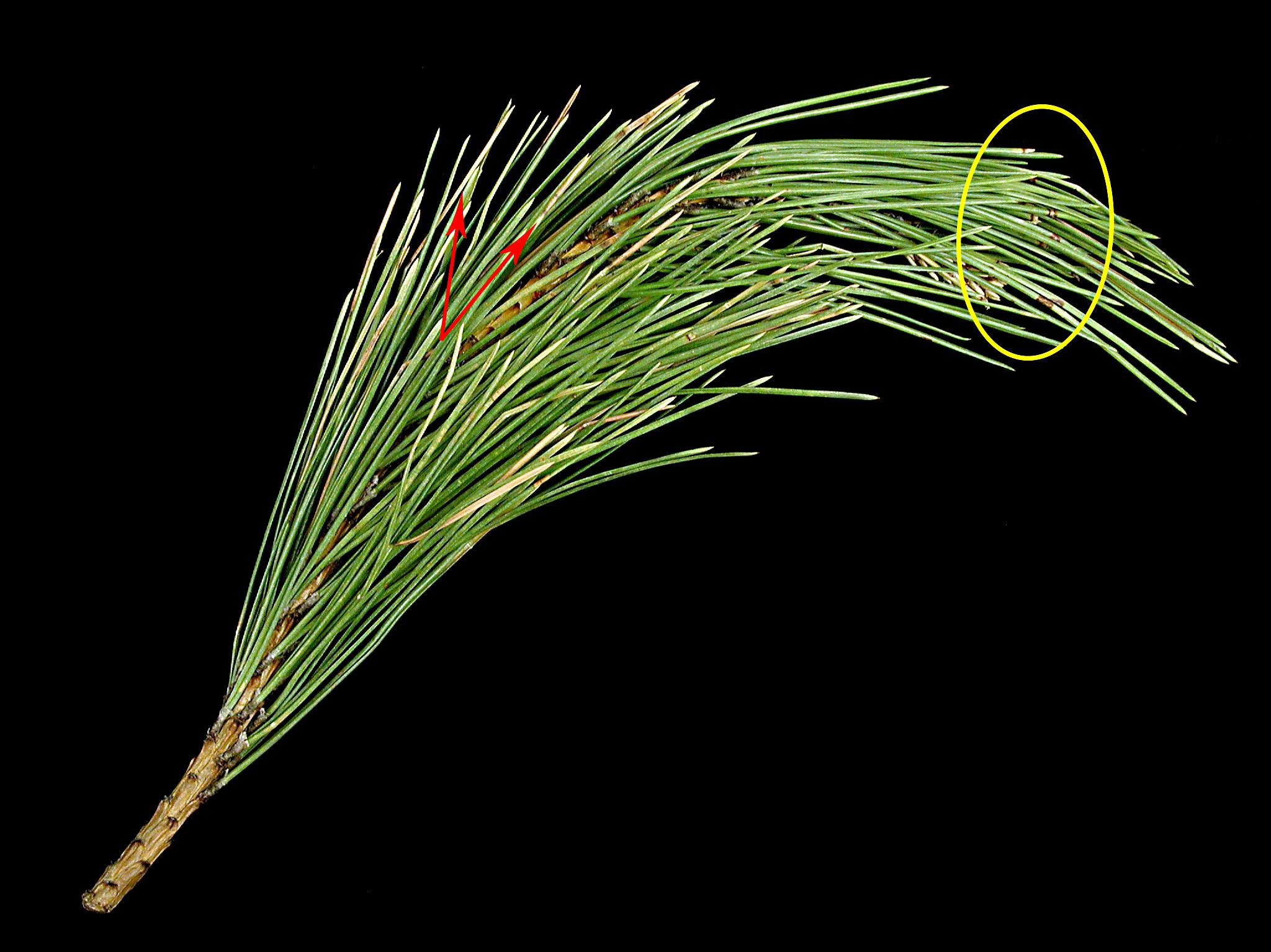 Laboratoire d'expertise et de diagnostic en phytoprotection - MAPAQ
