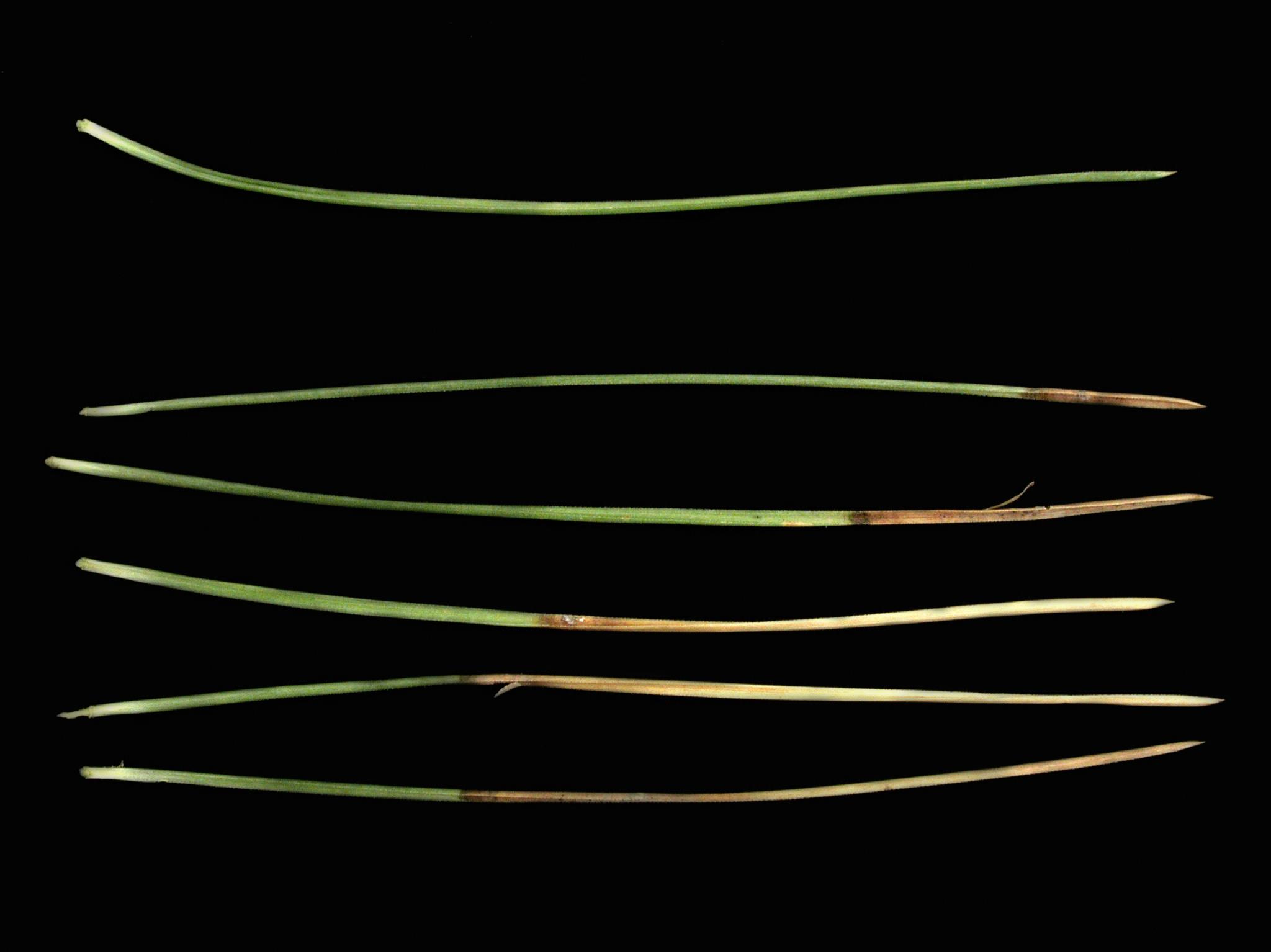 Laboratoire d'expertise et de diagnostic en phytoprotection - MAPAQ