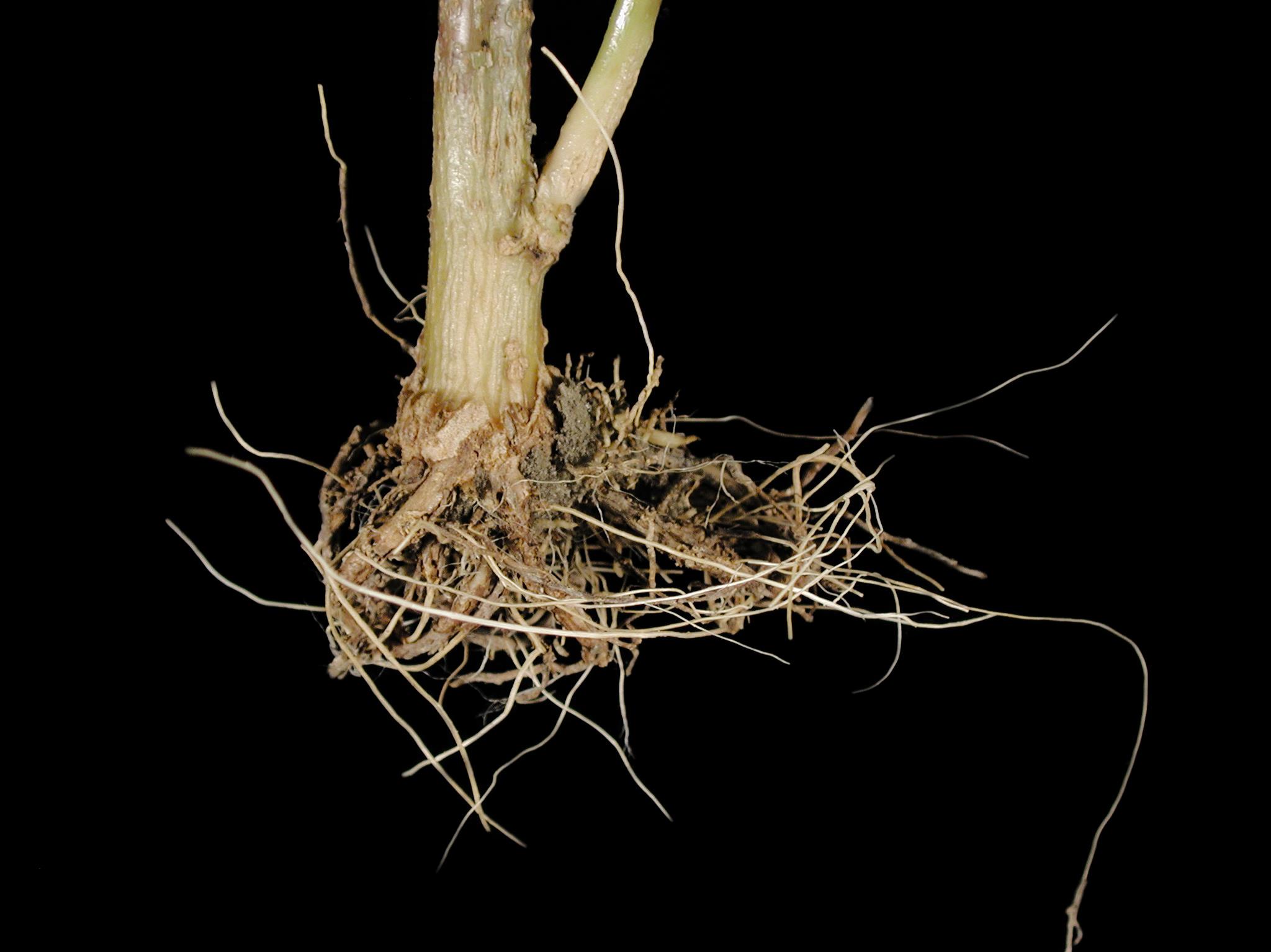 Laboratoire d'expertise et de diagnostic en phytoprotection - MAPAQ