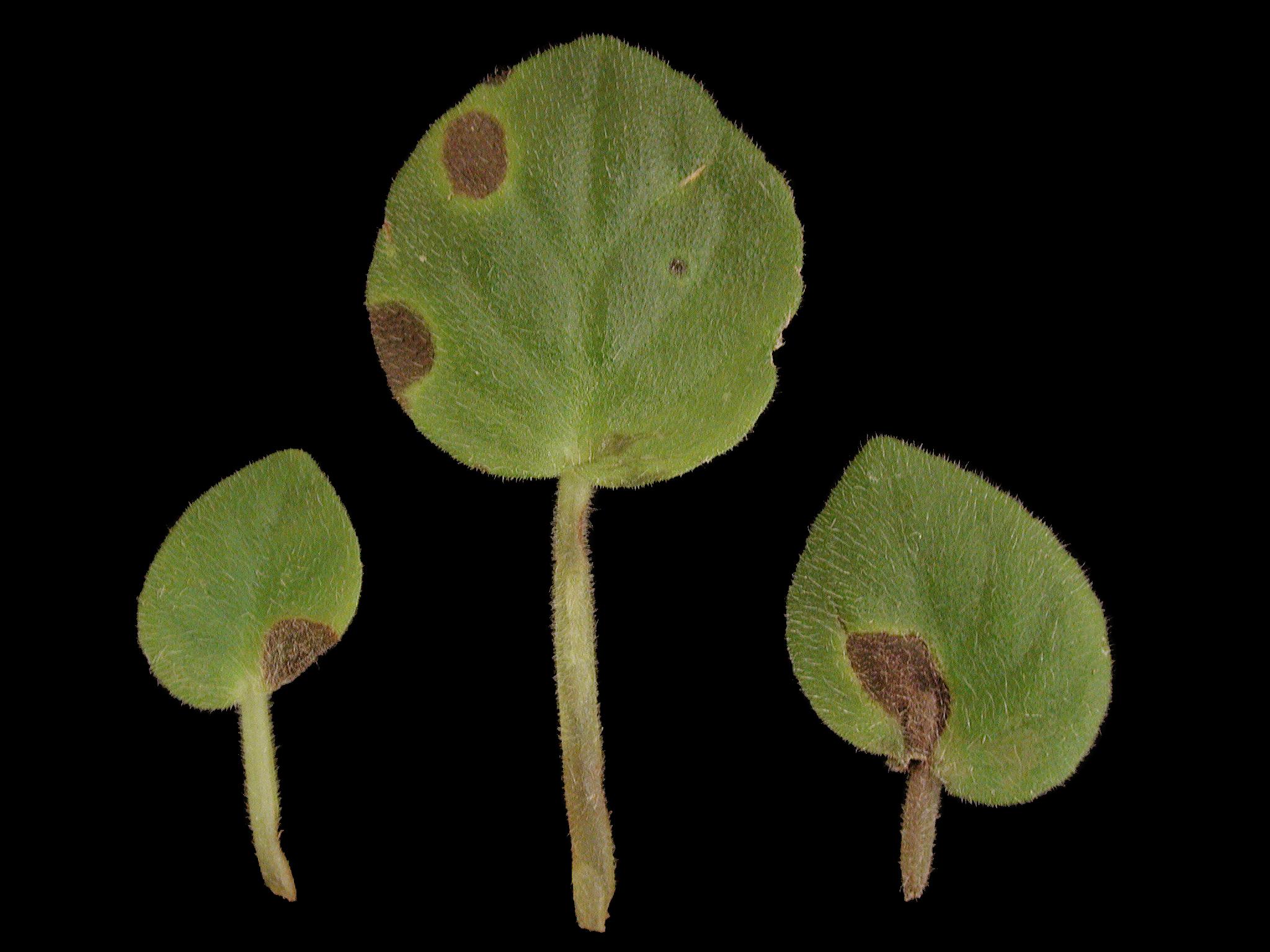 Laboratoire d'expertise et de diagnostic en phytoprotection - MAPAQ