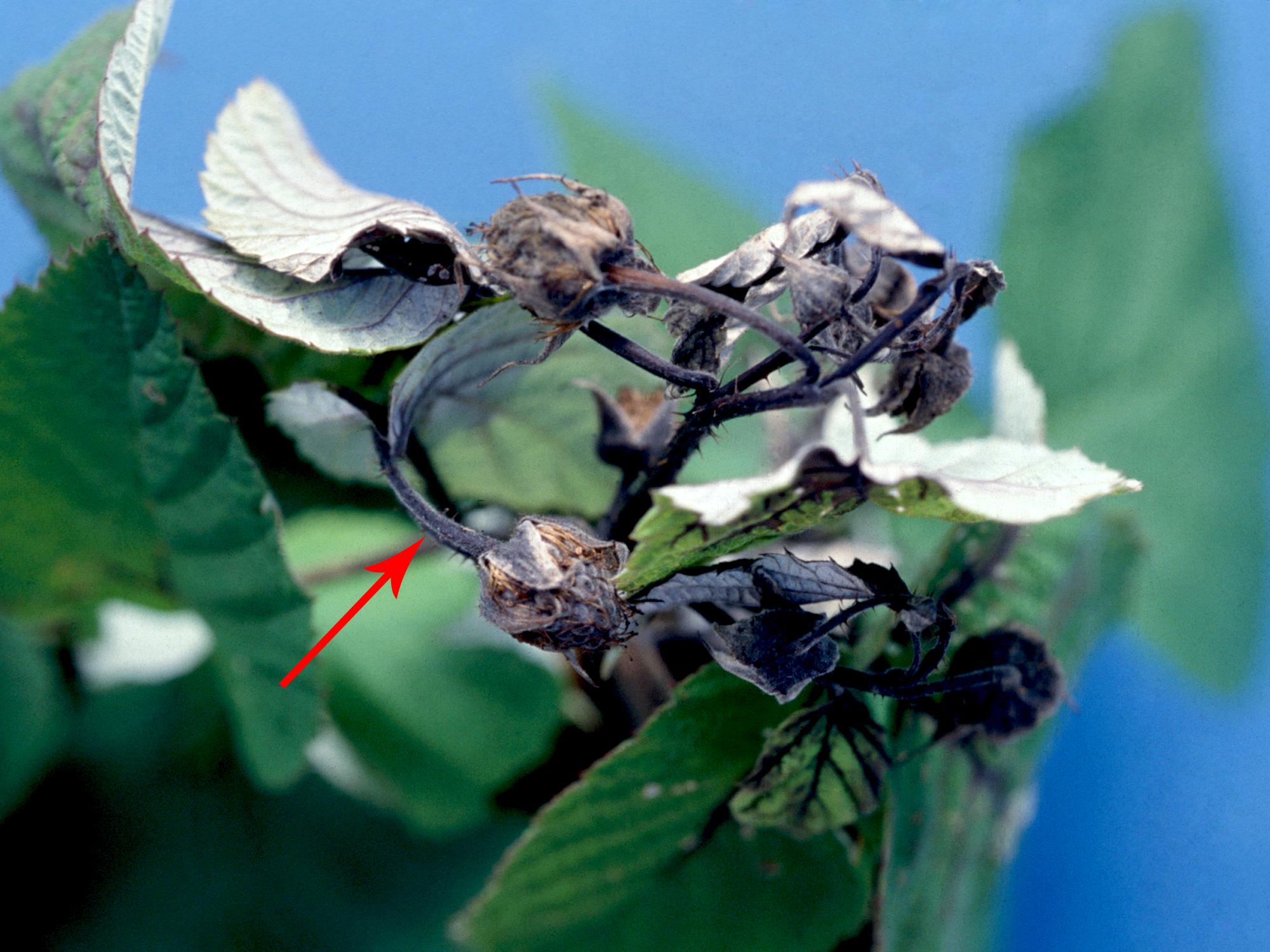 Laboratoire d'expertise et de diagnostic en phytoprotection - MAPAQ