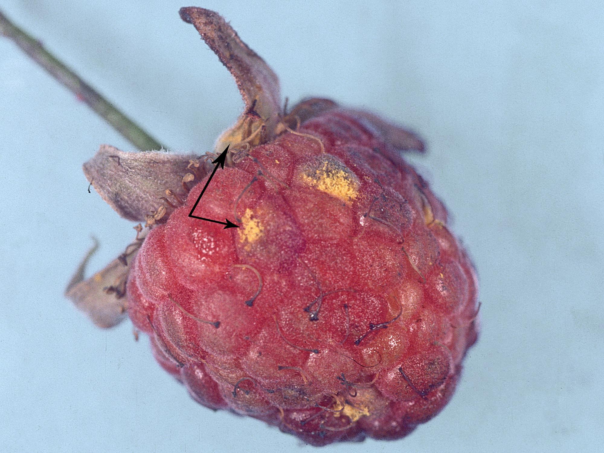 IRIIS phytoprotection Fiche technique, Maladie Rouille jaune tardive