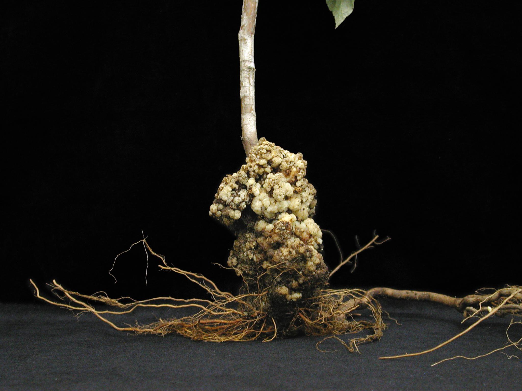 Laboratoire d'expertise et de diagnostic en phytoprotection - MAPAQ