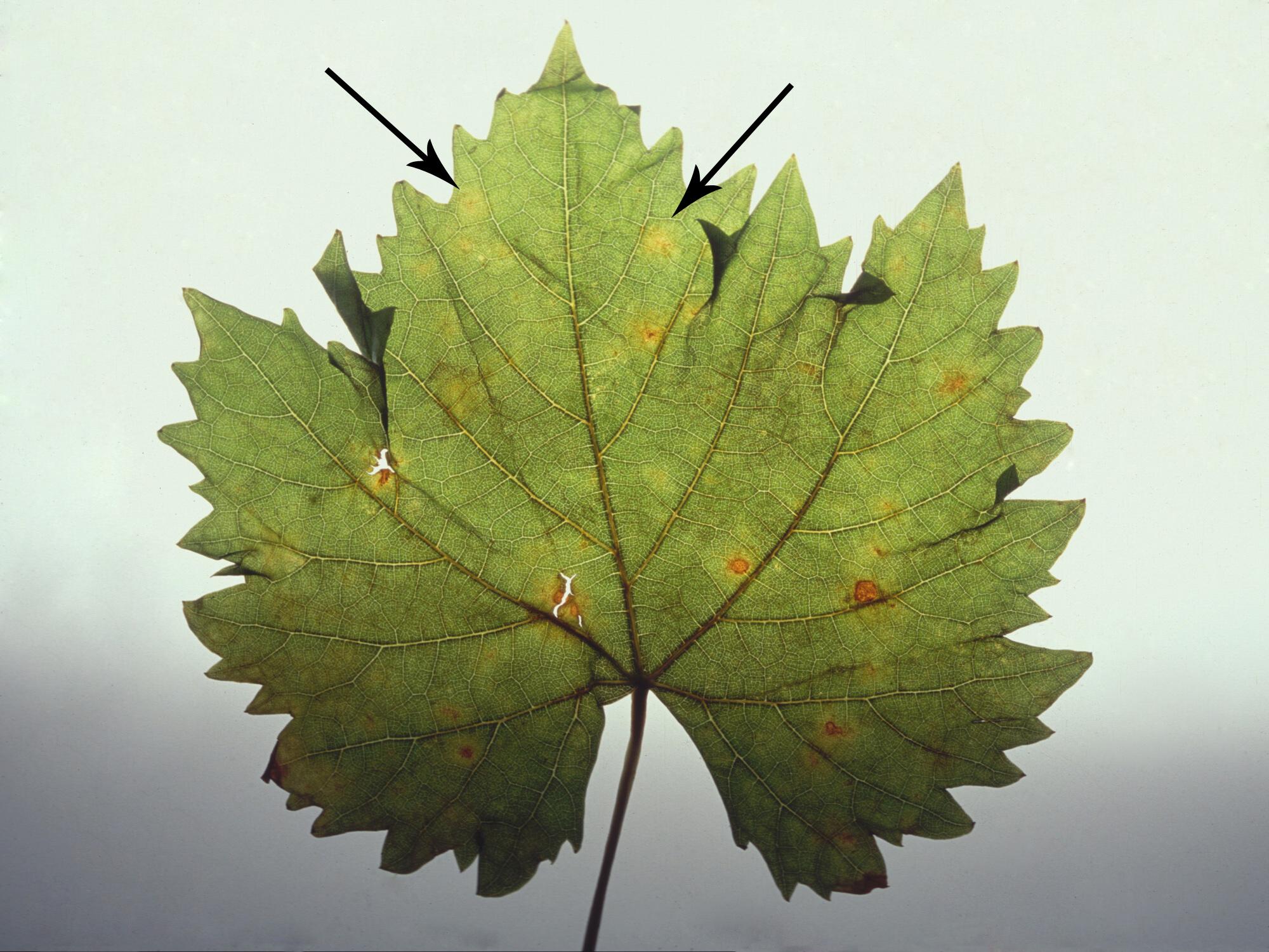 Laboratoire d'expertise et de diagnostic en phytoprotection - MAPAQ