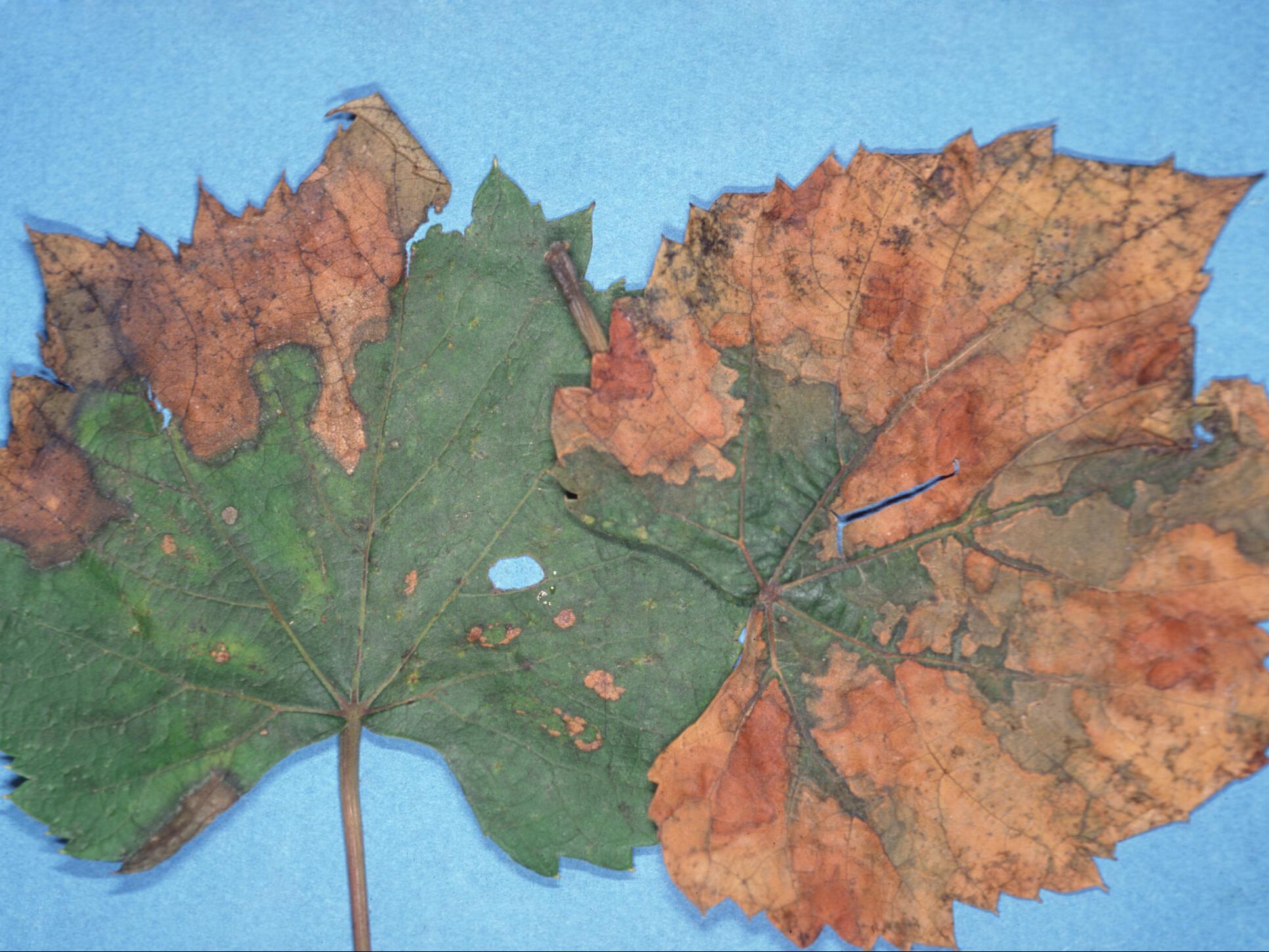 Laboratoire d'expertise et de diagnostic en phytoprotection - MAPAQ