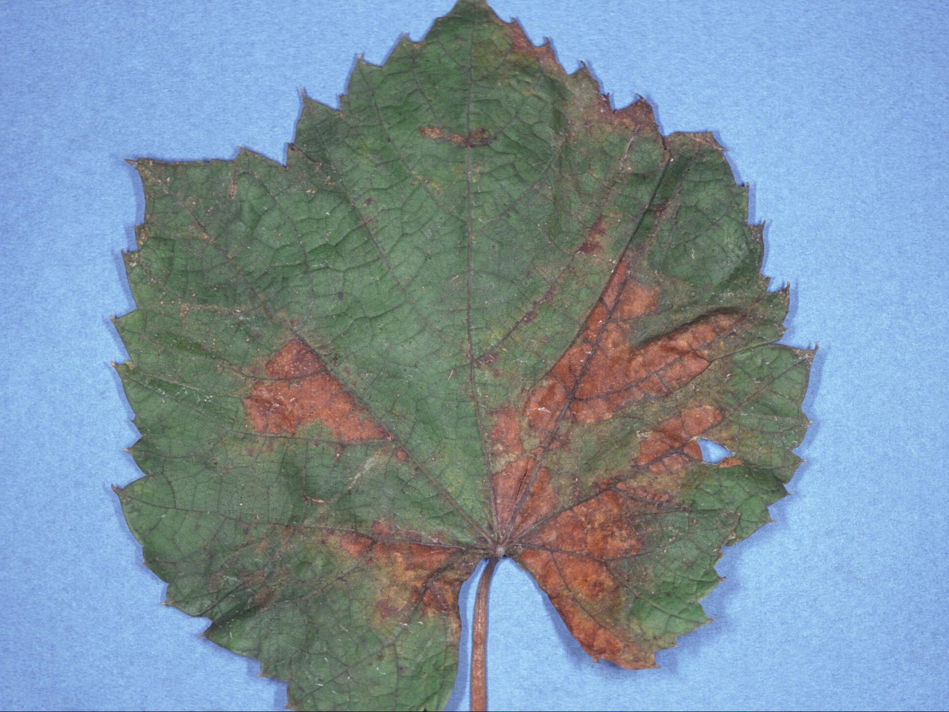Laboratoire d'expertise et de diagnostic en phytoprotection - MAPAQ