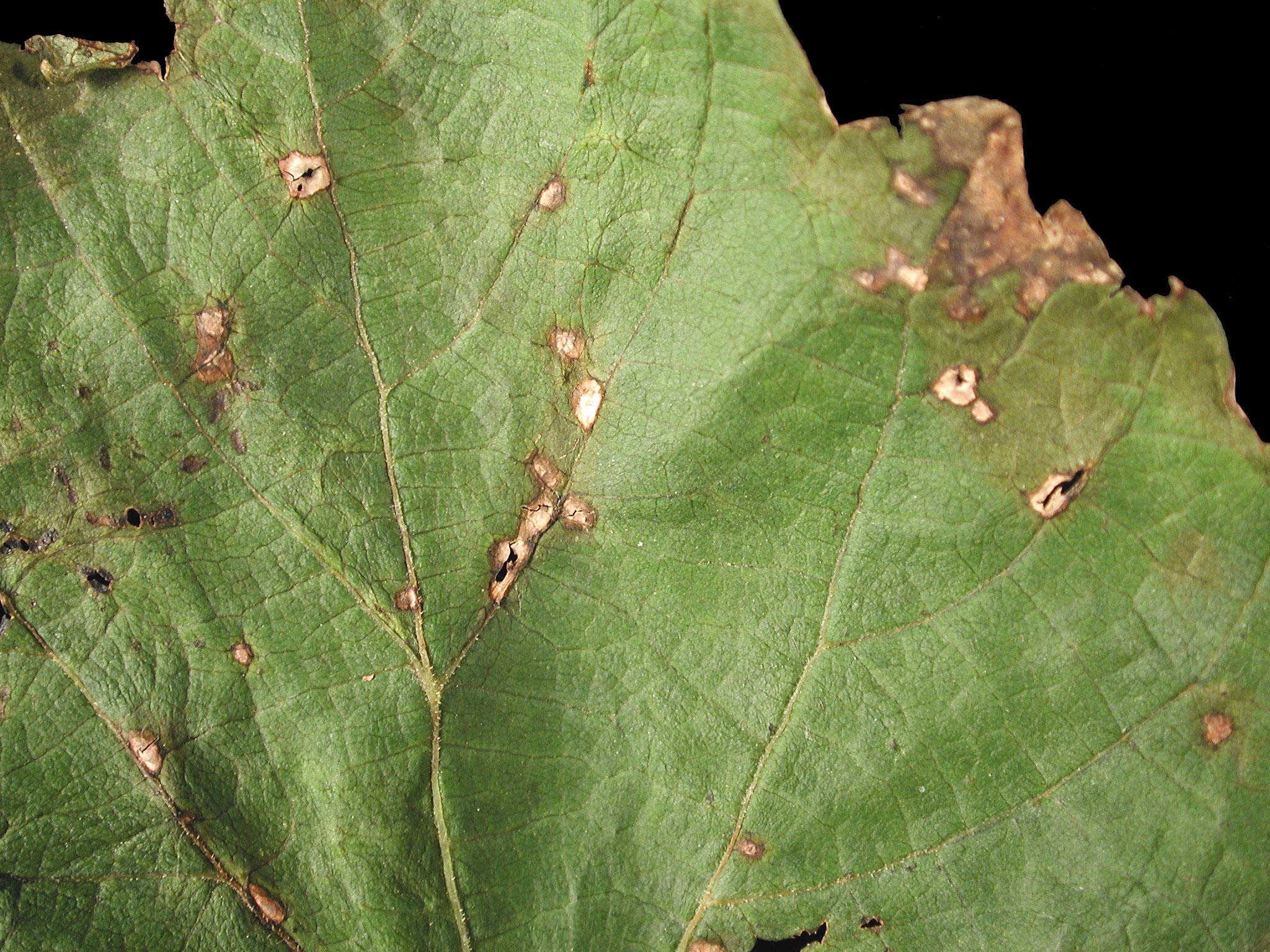 Laboratoire d'expertise et de diagnostic en phytoprotection - MAPAQ