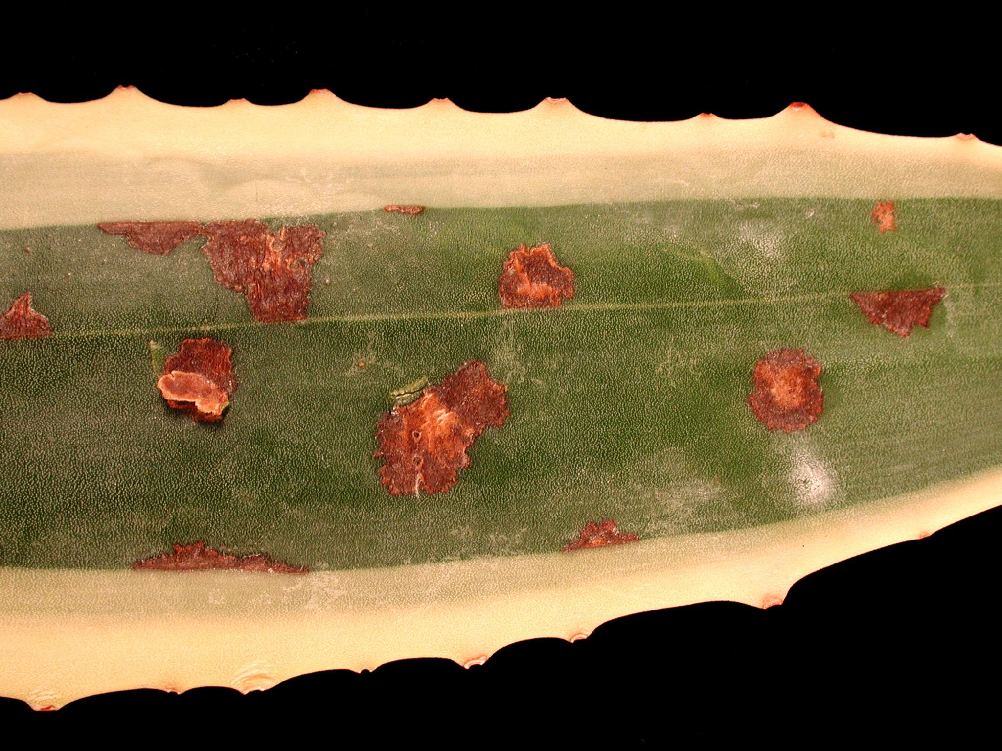 Laboratoire d'expertise et de diagnostic en phytoprotection - MAPAQ