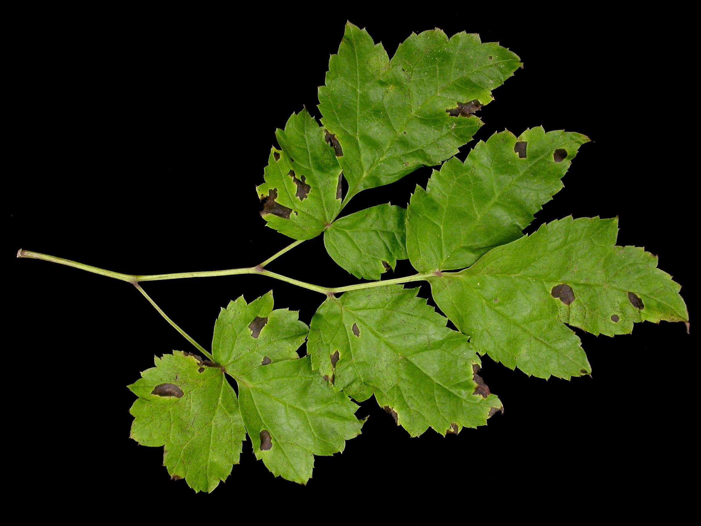 Laboratoire d'expertise et de diagnostic en phytoprotection - MAPAQ