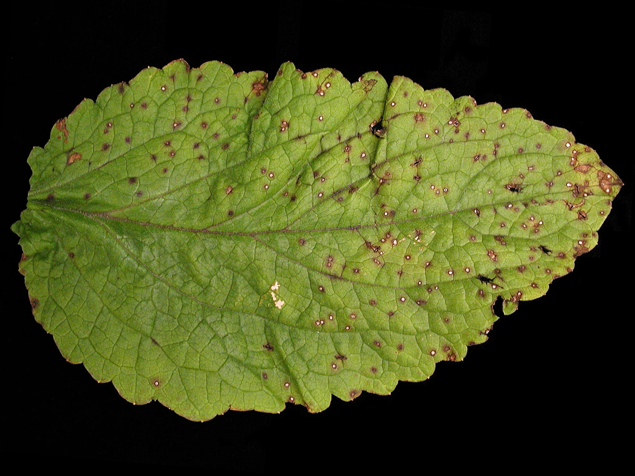 Laboratoire d'expertise et de diagnostic en phytoprotection - MAPAQ
