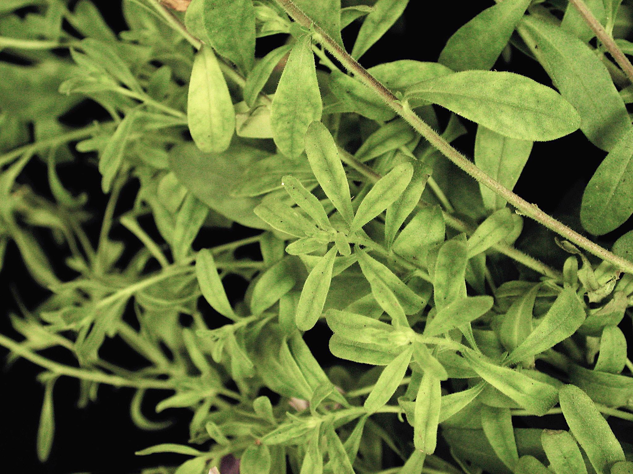 Laboratoire d'expertise et de diagnostic en phytoprotection - MAPAQ