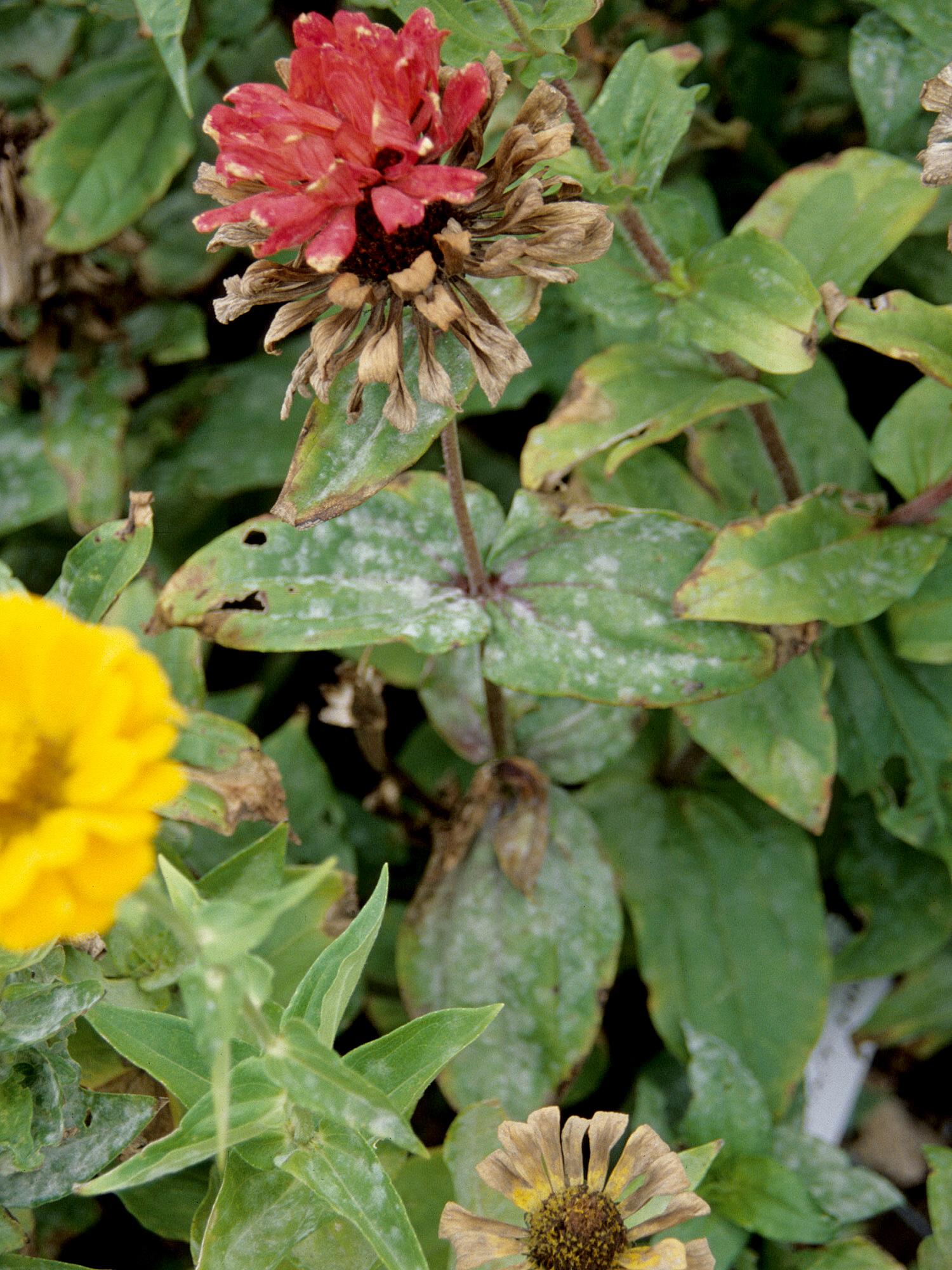 IRIIS phytoprotection - Fiche technique, Maladie Blanc (syn. Oïdium ) -  Zinnias