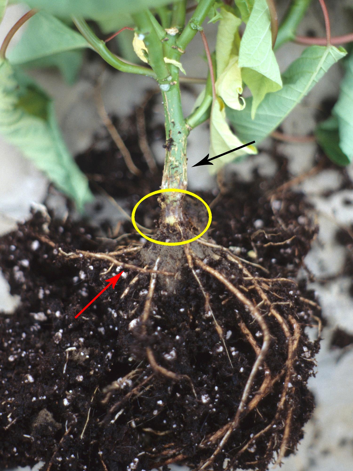 La pourriture des racines provoque souvent la mort prématurée des jeunes  plantes
