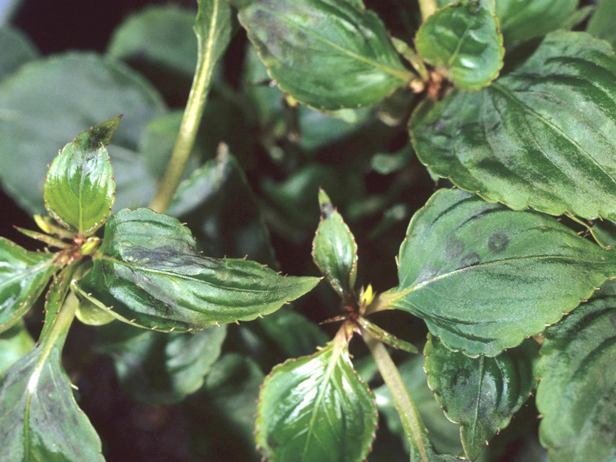 Laboratoire d'expertise et de diagnostic en phytoprotection - MAPAQ