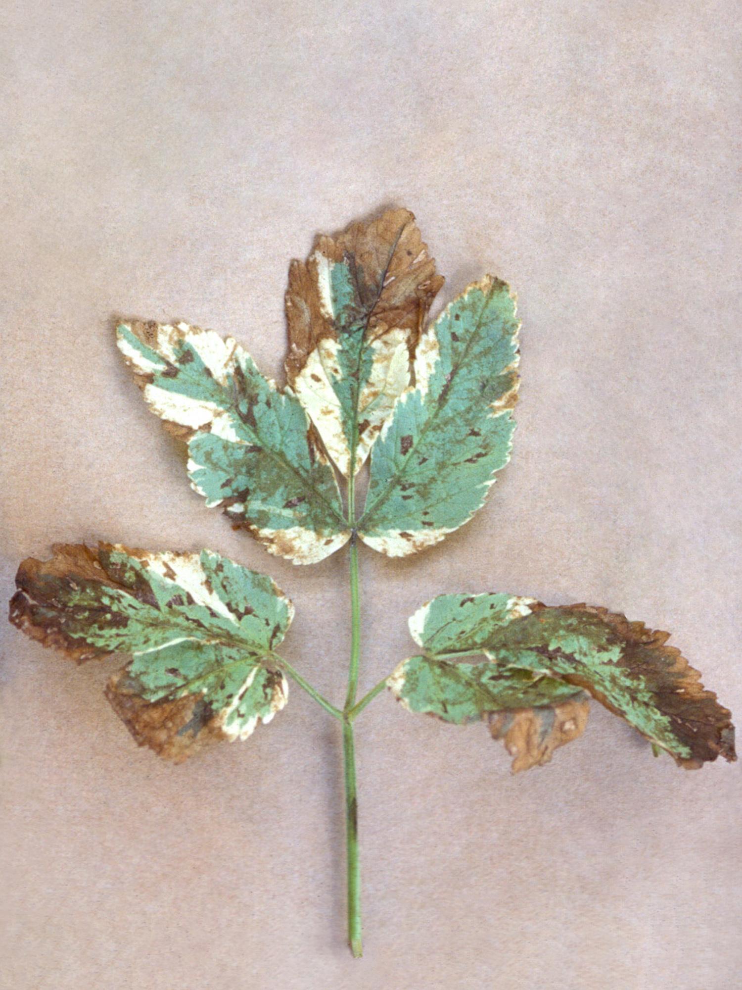 Laboratoire d'expertise et de diagnostic en phytoprotection - MAPAQ