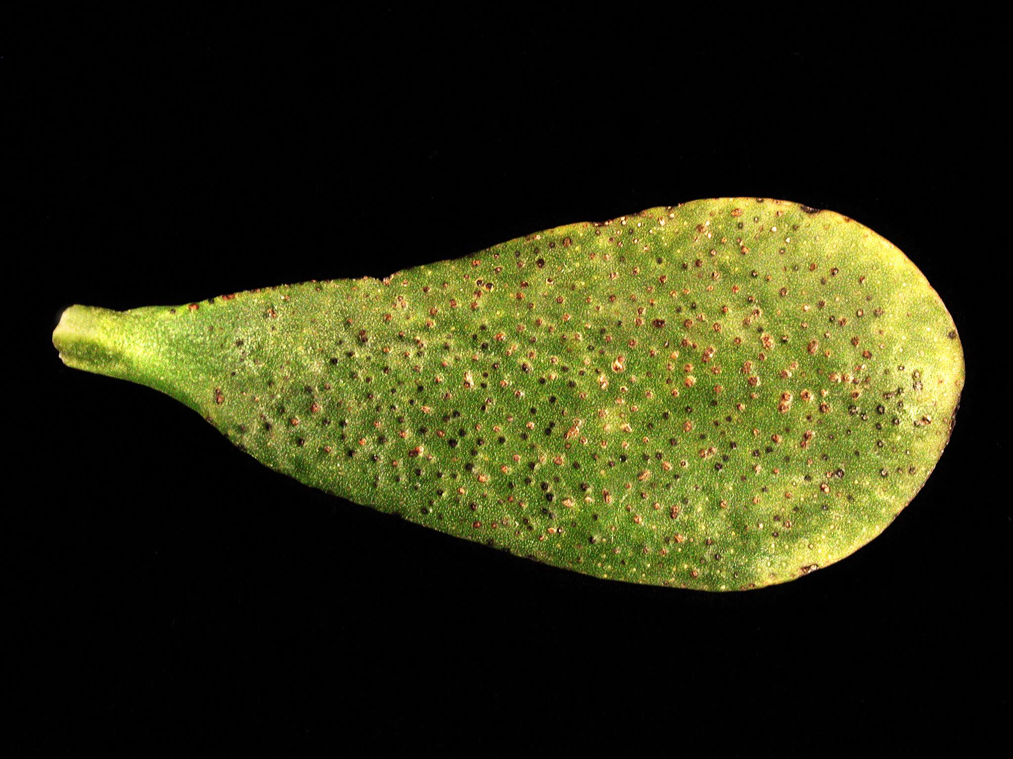 Laboratoire d'expertise et de diagnostic en phytoprotection - MAPAQ