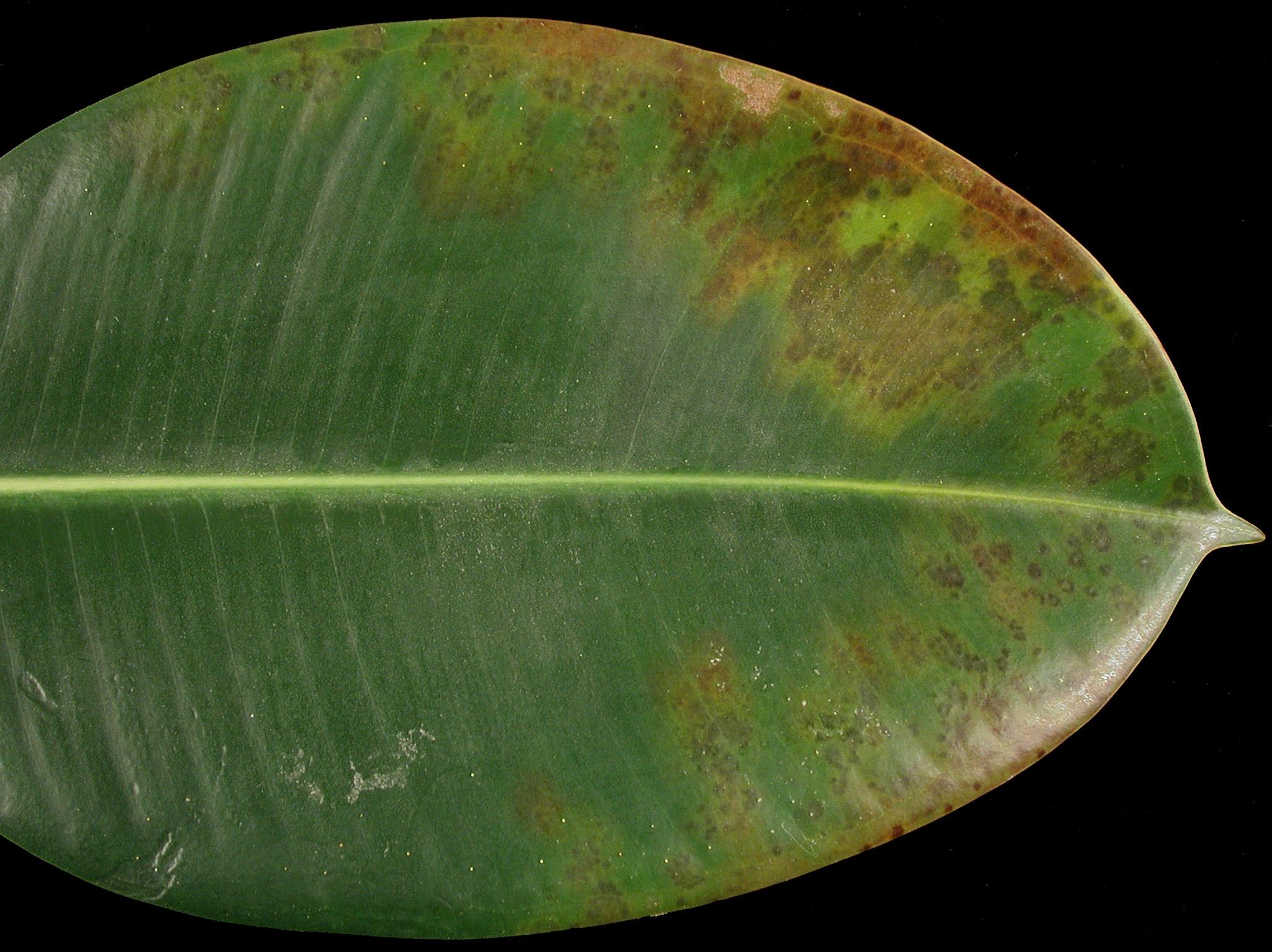 Laboratoire d'expertise et de diagnostic en phytoprotection - MAPAQ