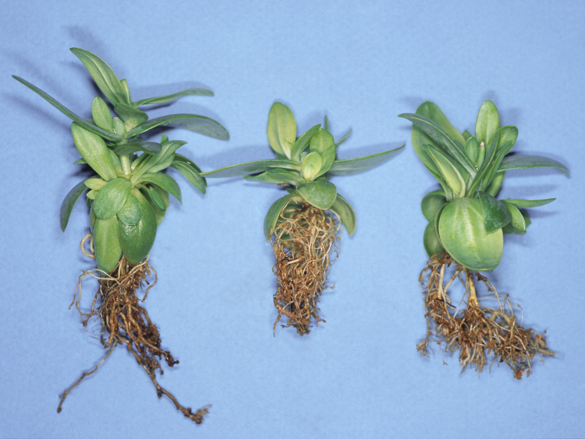 Laboratoire d'expertise et de diagnostic en phytoprotection - MAPAQ