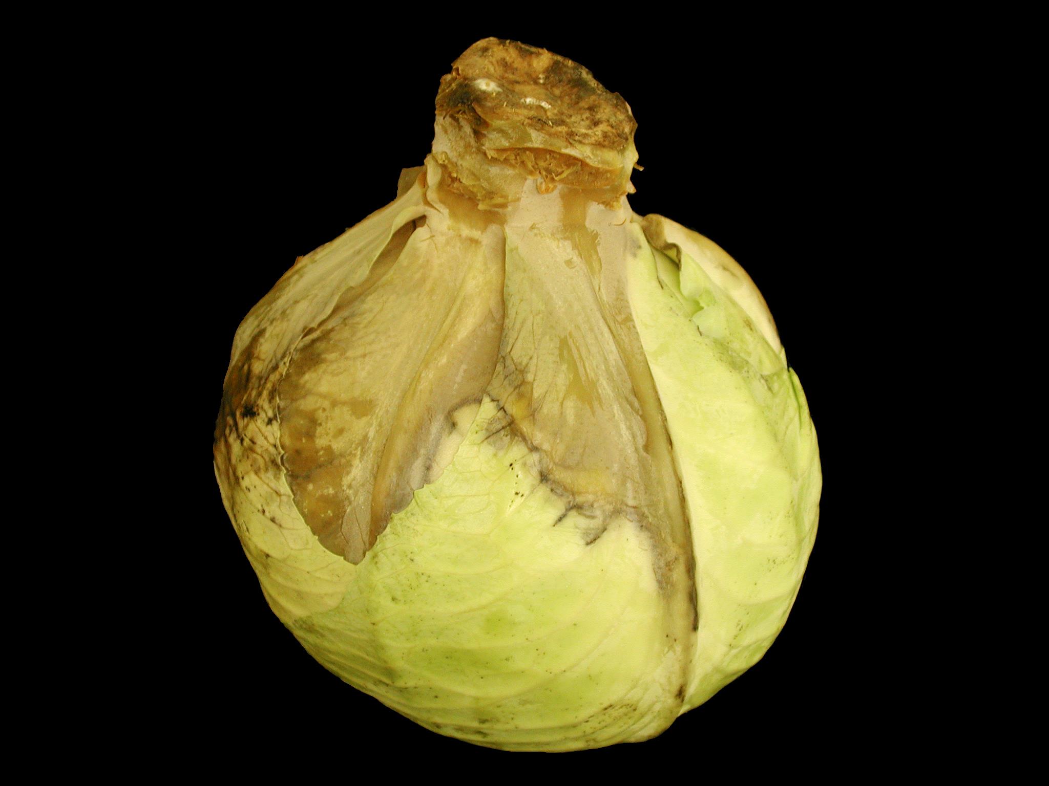 Laboratoire d'expertise et de diagnostic en phytoprotection - MAPAQ