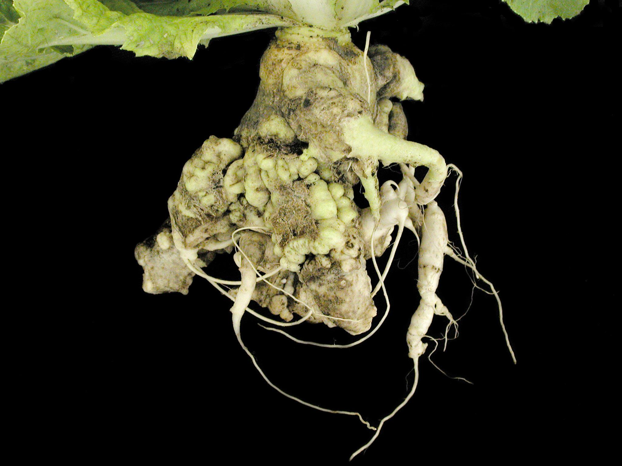 Laboratoire d'expertise et de diagnostic en phytoprotection - MAPAQ