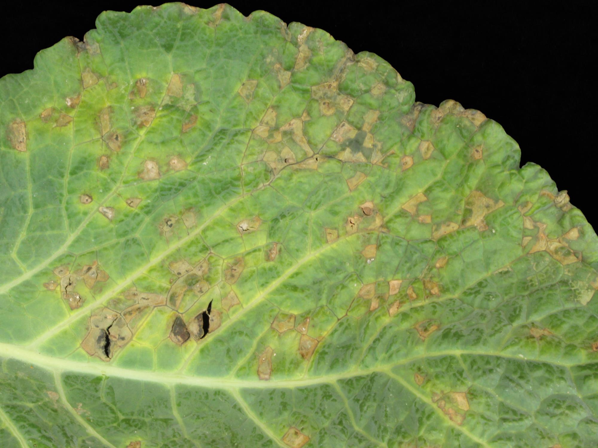 Laboratoire d'expertise et de diagnostic en phytoprotection - MAPAQ