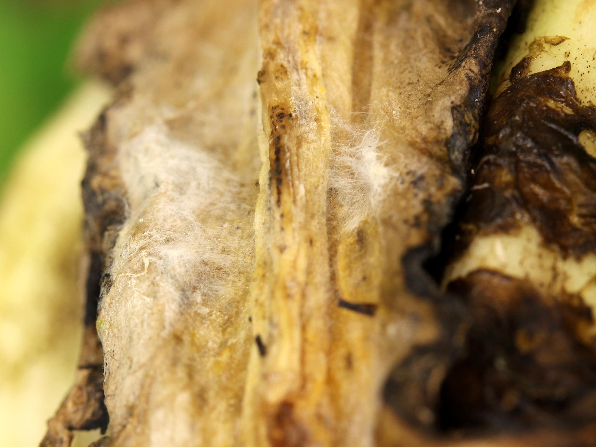 Laboratoire d'expertise et de diagnostic en phytoprotection - MAPAQ