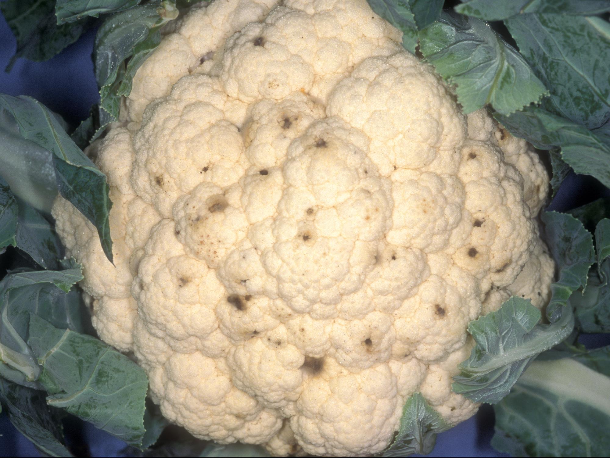 Laboratoire d'expertise et de diagnostic en phytoprotection - MAPAQ