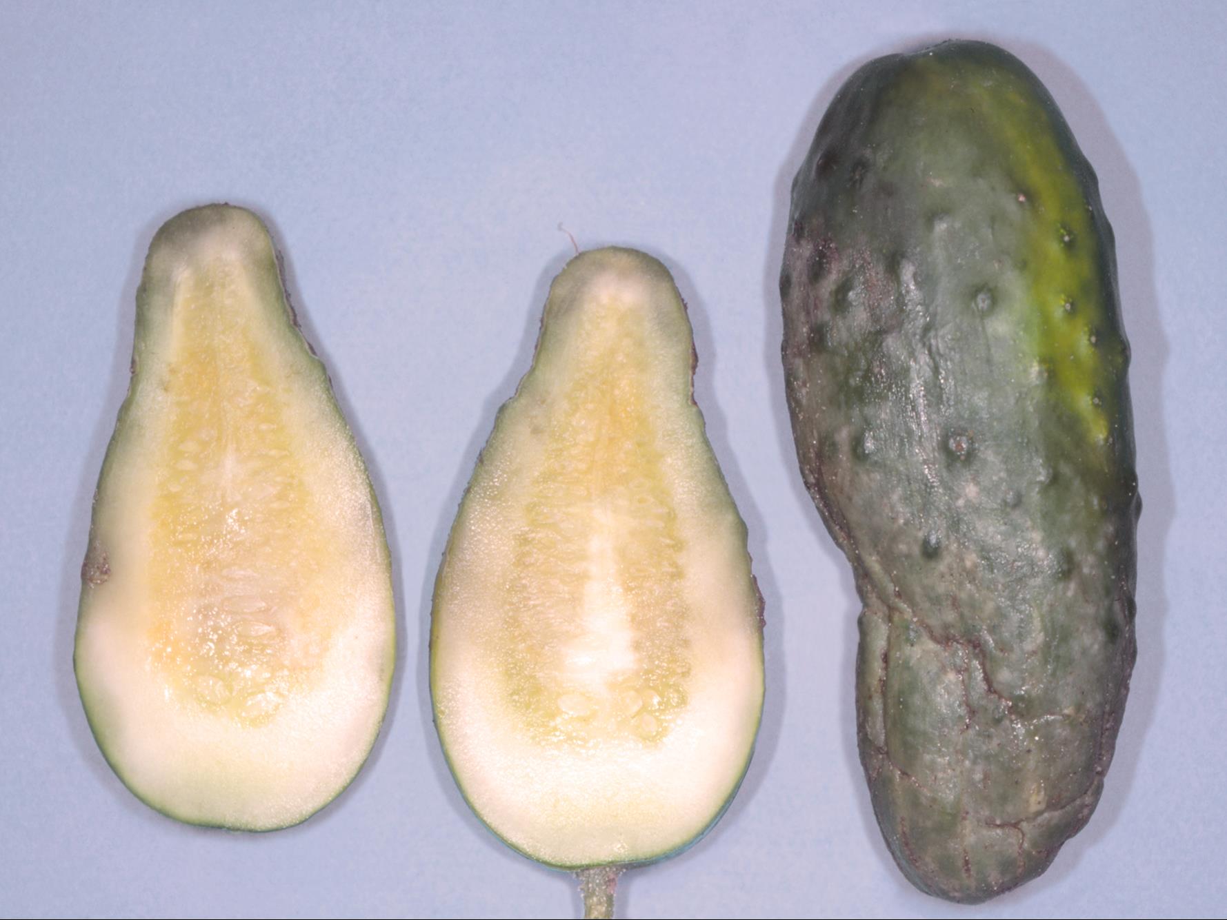 Laboratoire d'expertise et de diagnostic en phytoprotection - MAPAQ