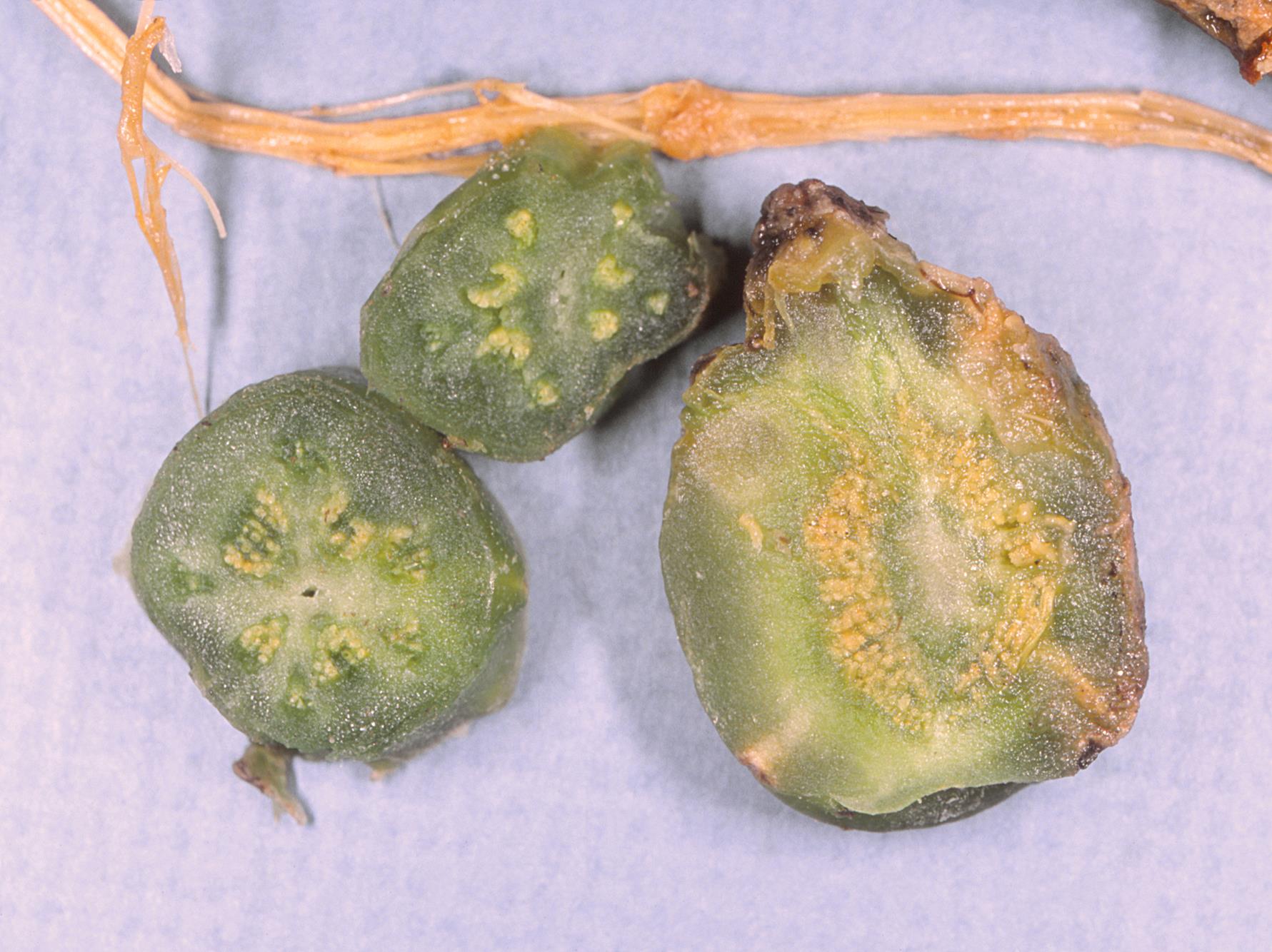 Laboratoire d'expertise et de diagnostic en phytoprotection - MAPAQ