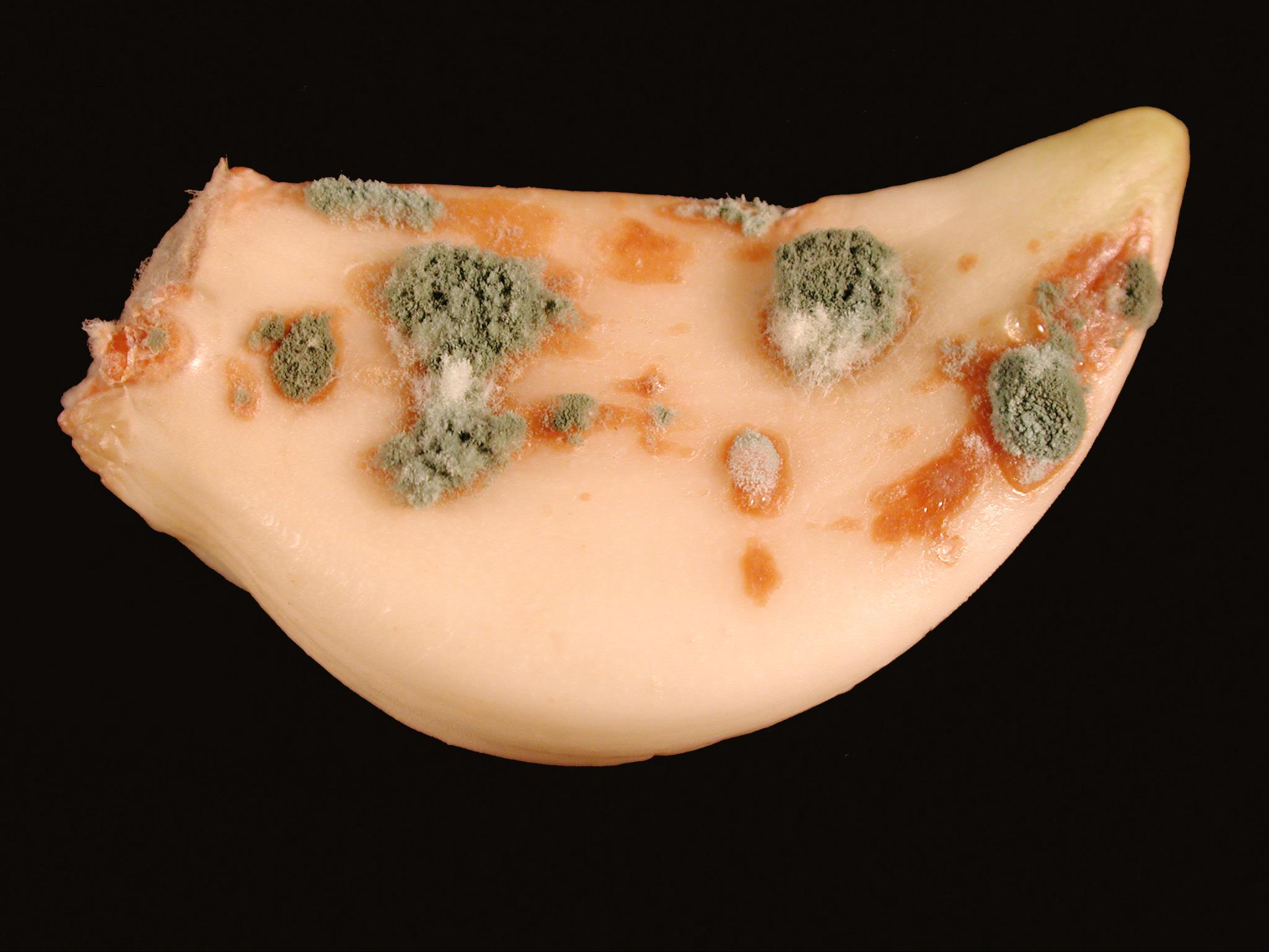 Laboratoire d'expertise et de diagnostic en phytoprotection - MAPAQ