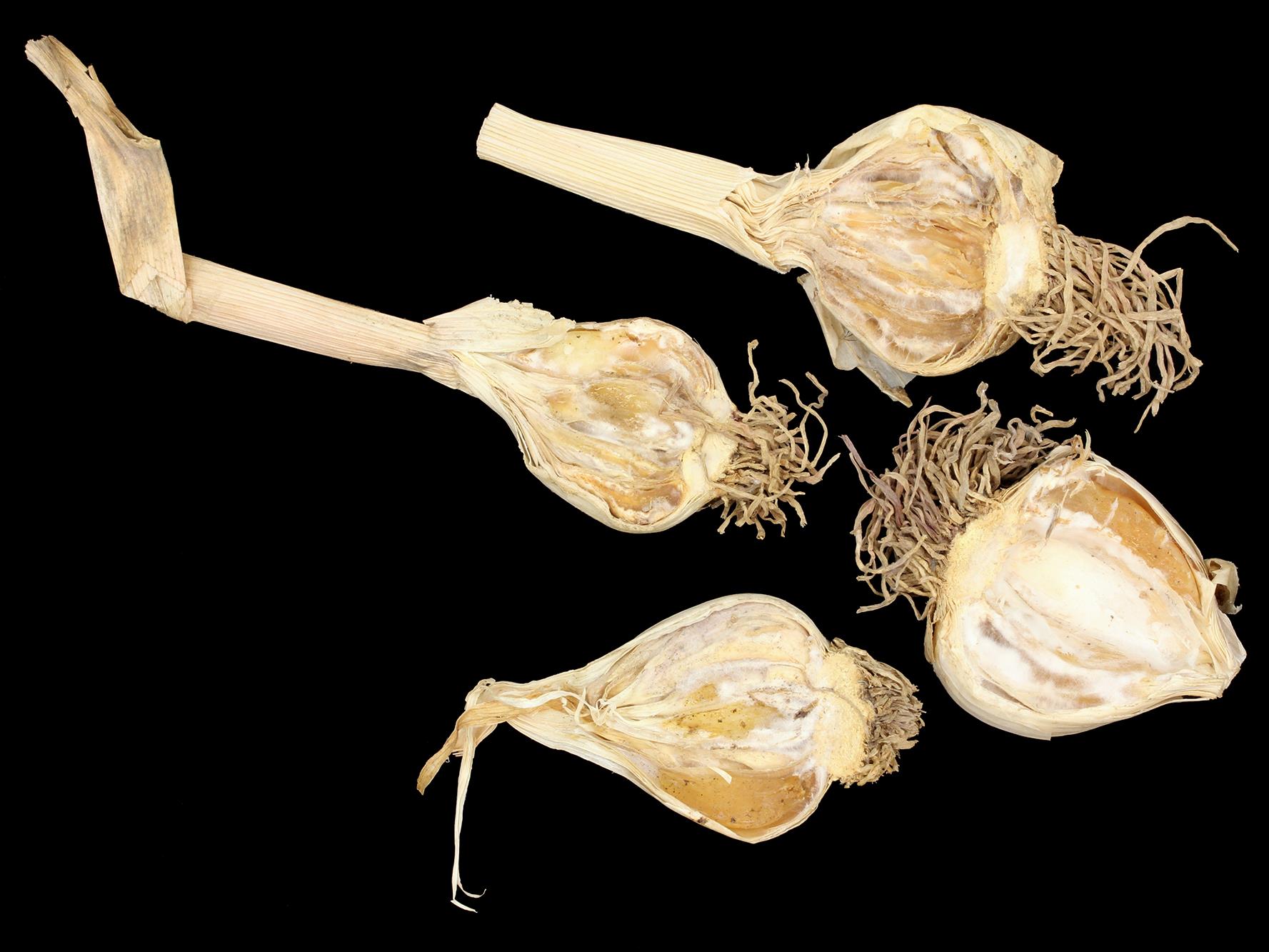Laboratoire d'expertise et de diagnostic en phytoprotection - MAPAQ