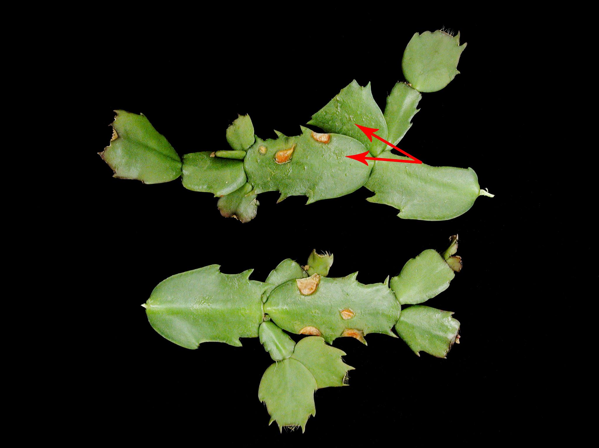 Laboratoire d'expertise et de diagnostic en phytoprotection - MAPAQ