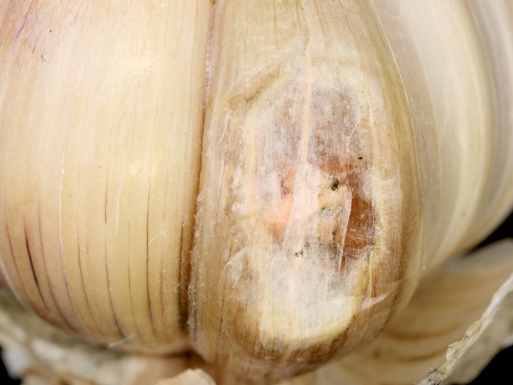 Laboratoire d'expertise et de diagnostic en phytoprotection - MAPAQ