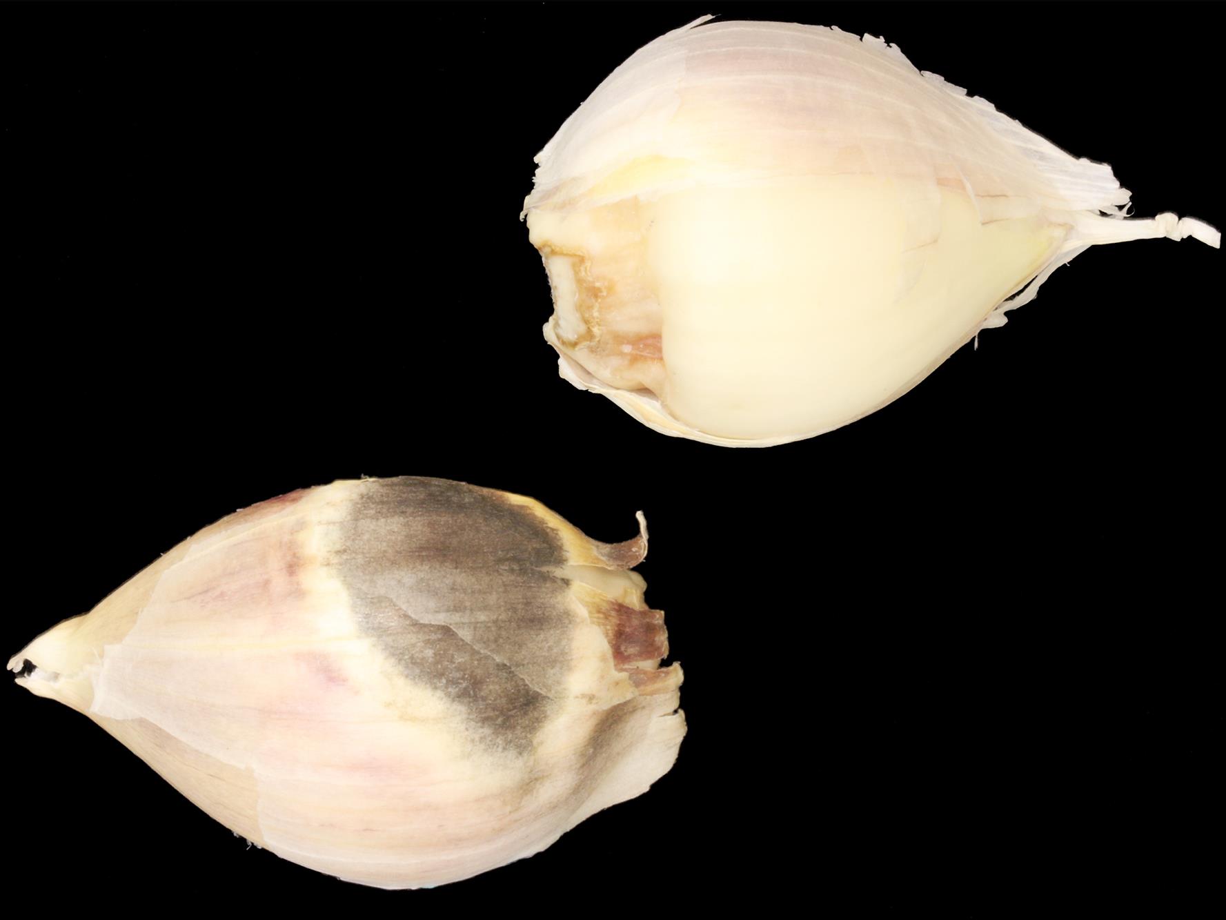 Laboratoire d'expertise et de diagnostic en phytoprotection - MAPAQ