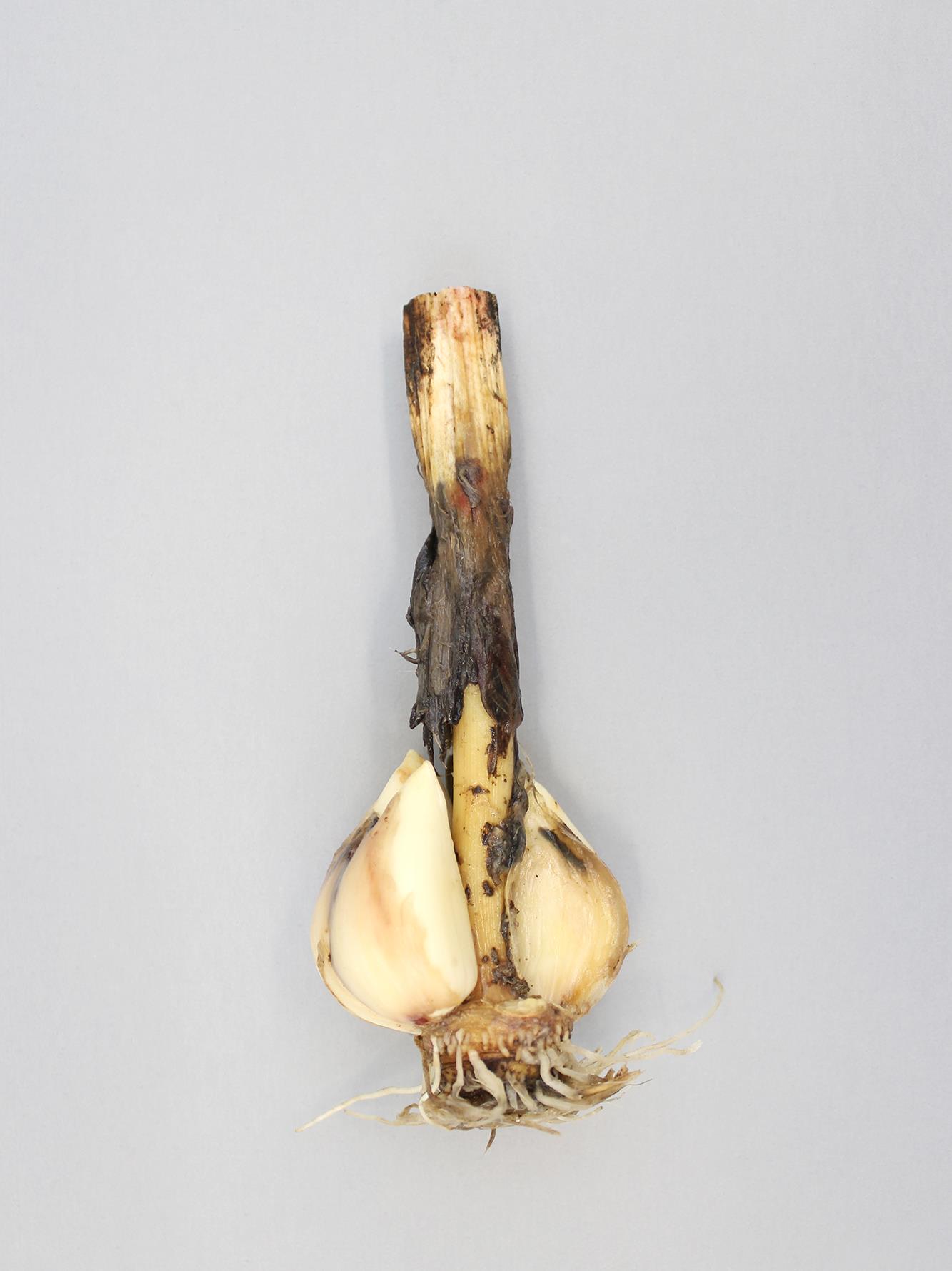 Laboratoire d'expertise et de diagnostic en phytoprotection - MAPAQ