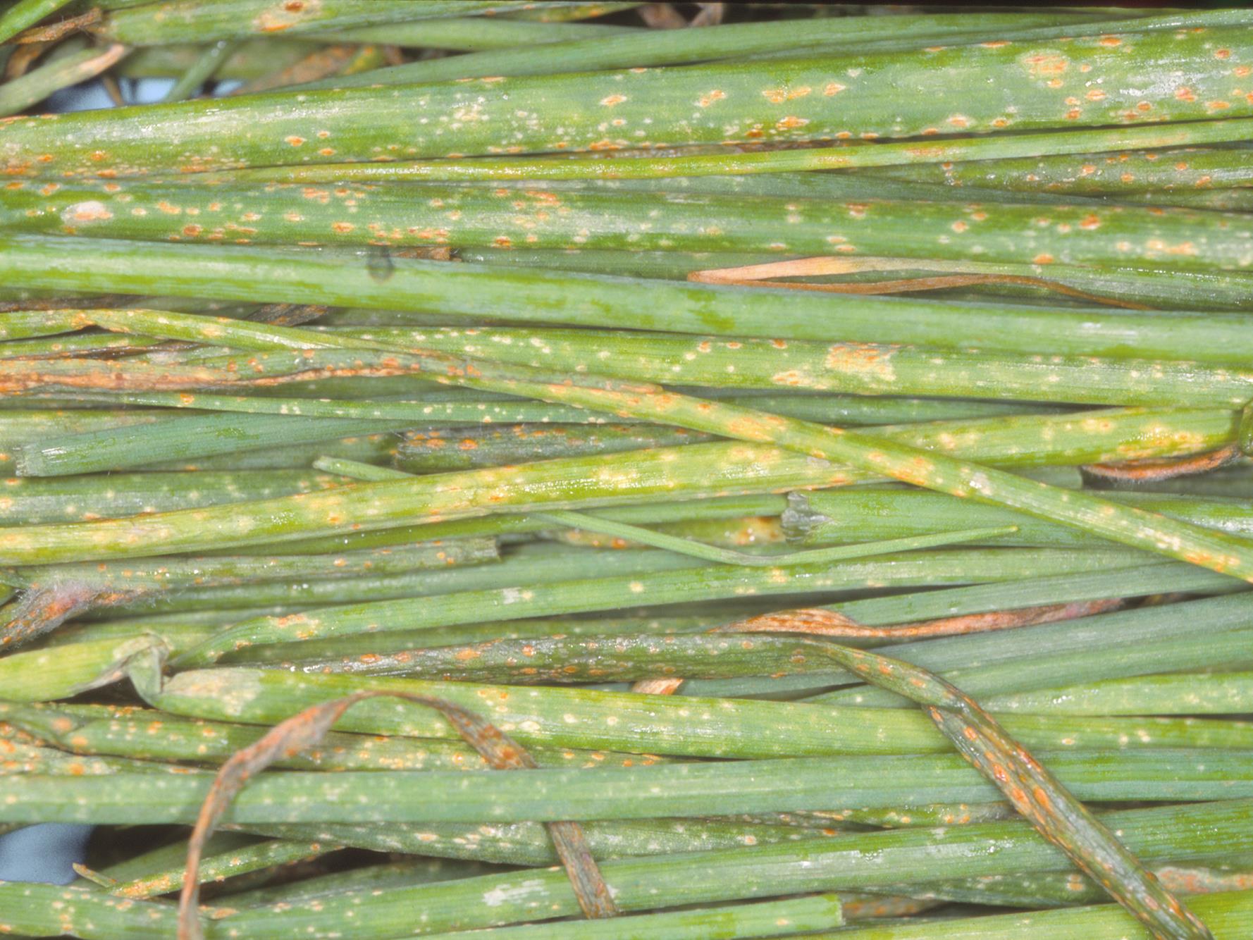 Laboratoire d'expertise et de diagnostic en phytoprotection - MAPAQ