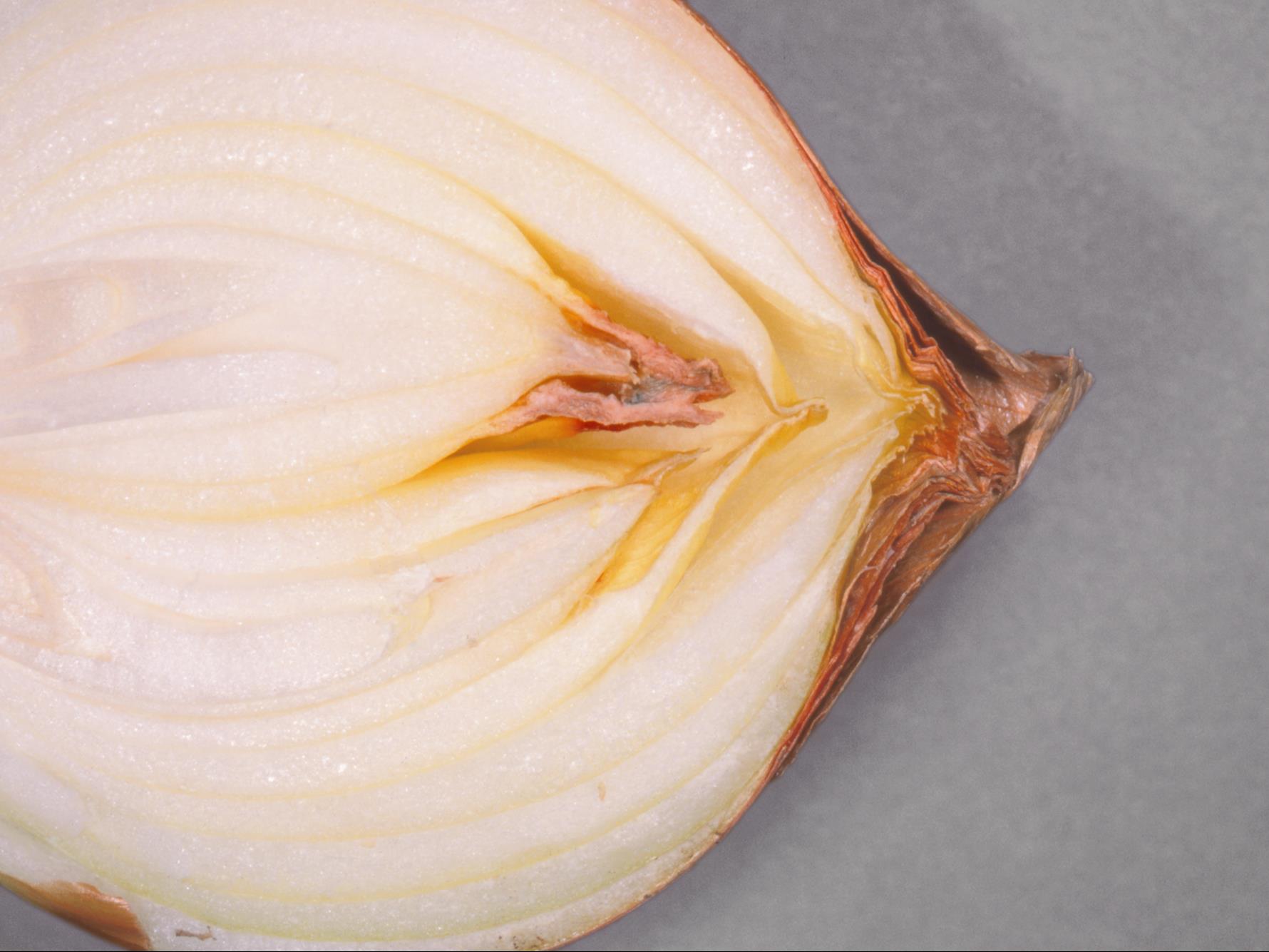 Laboratoire d'expertise et de diagnostic en phytoprotection - MAPAQ