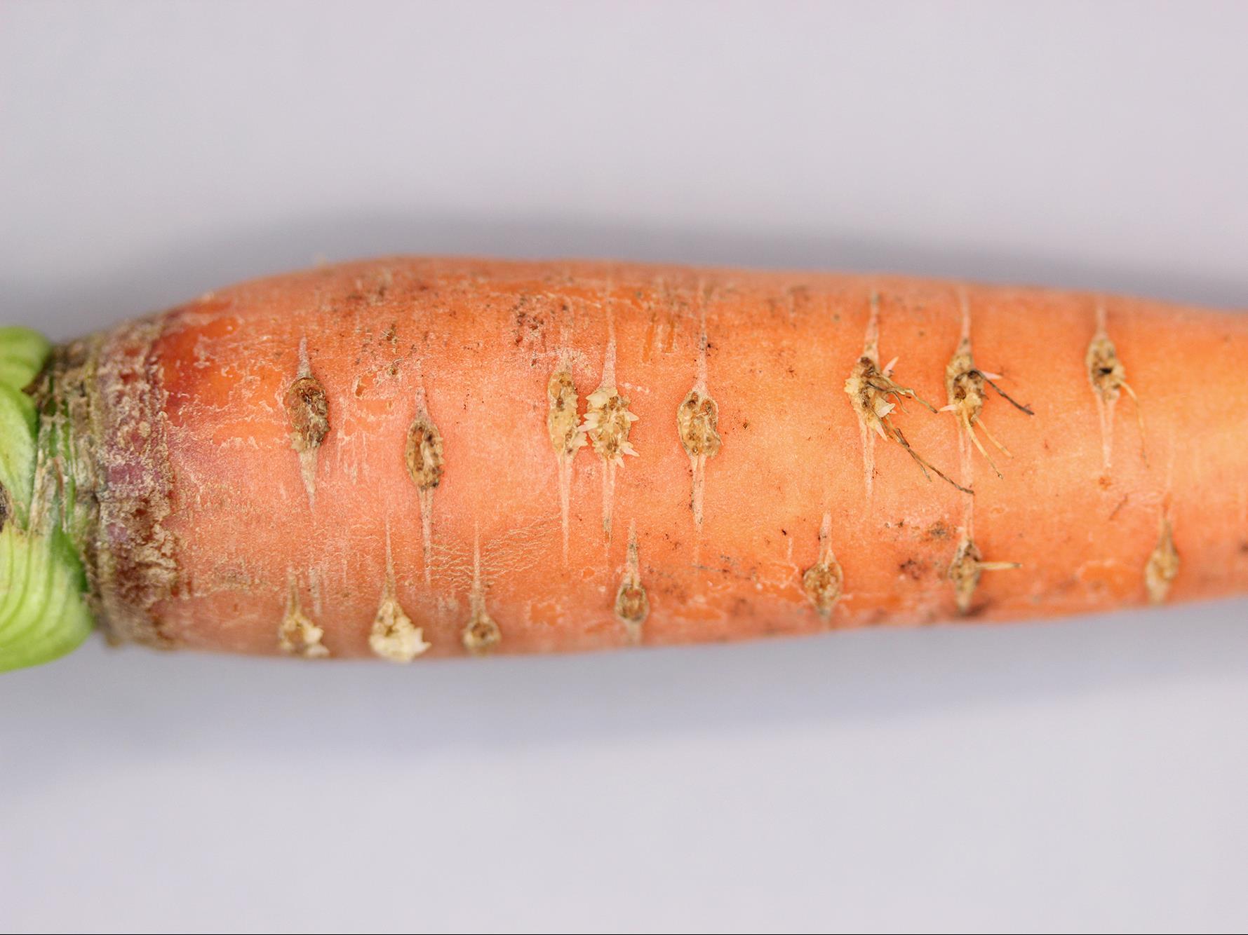 Laboratoire d'expertise et de diagnostic en phytoprotection - MAPAQ