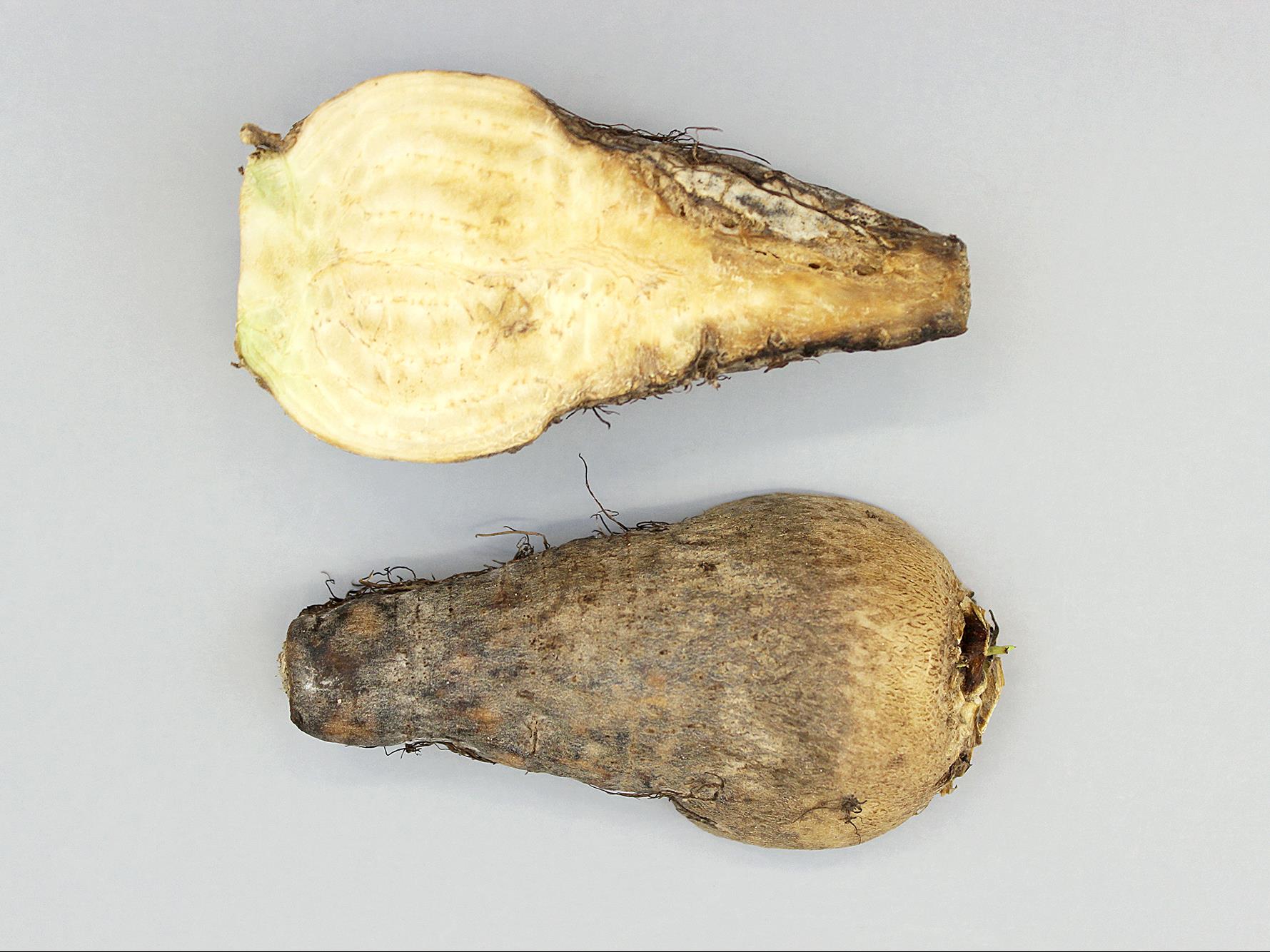 Laboratoire d'expertise et de diagnostic en phytoprotection - MAPAQ
