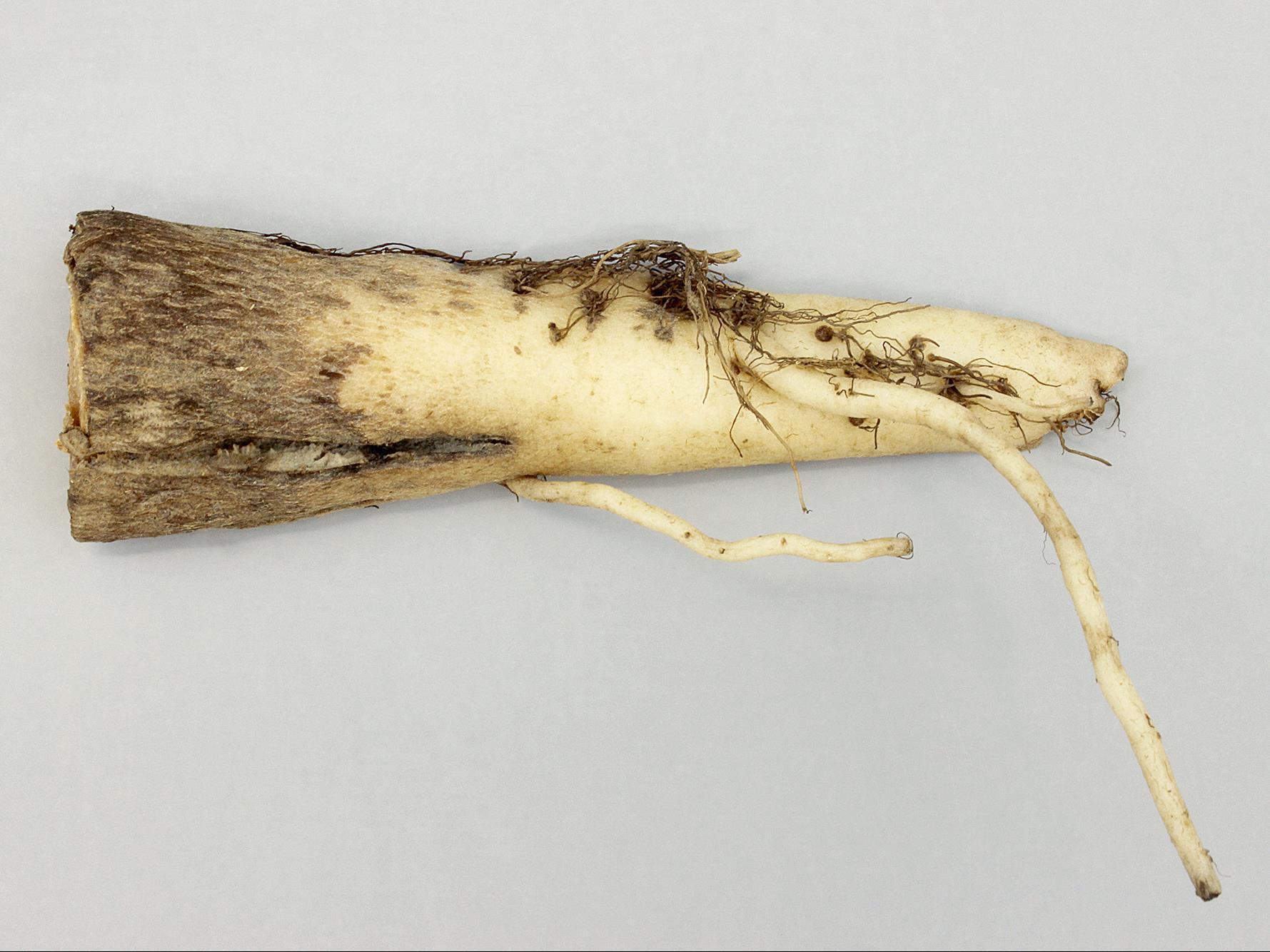 Laboratoire d'expertise et de diagnostic en phytoprotection - MAPAQ