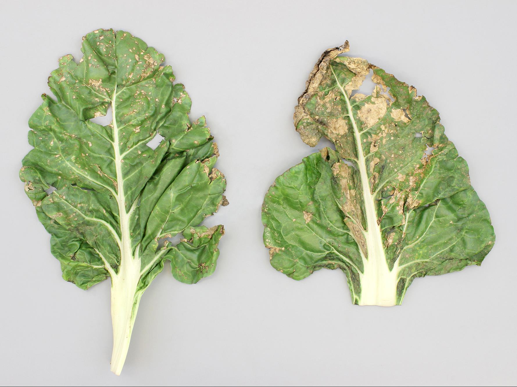Laboratoire d'expertise et de diagnostic en phytoprotection - MAPAQ