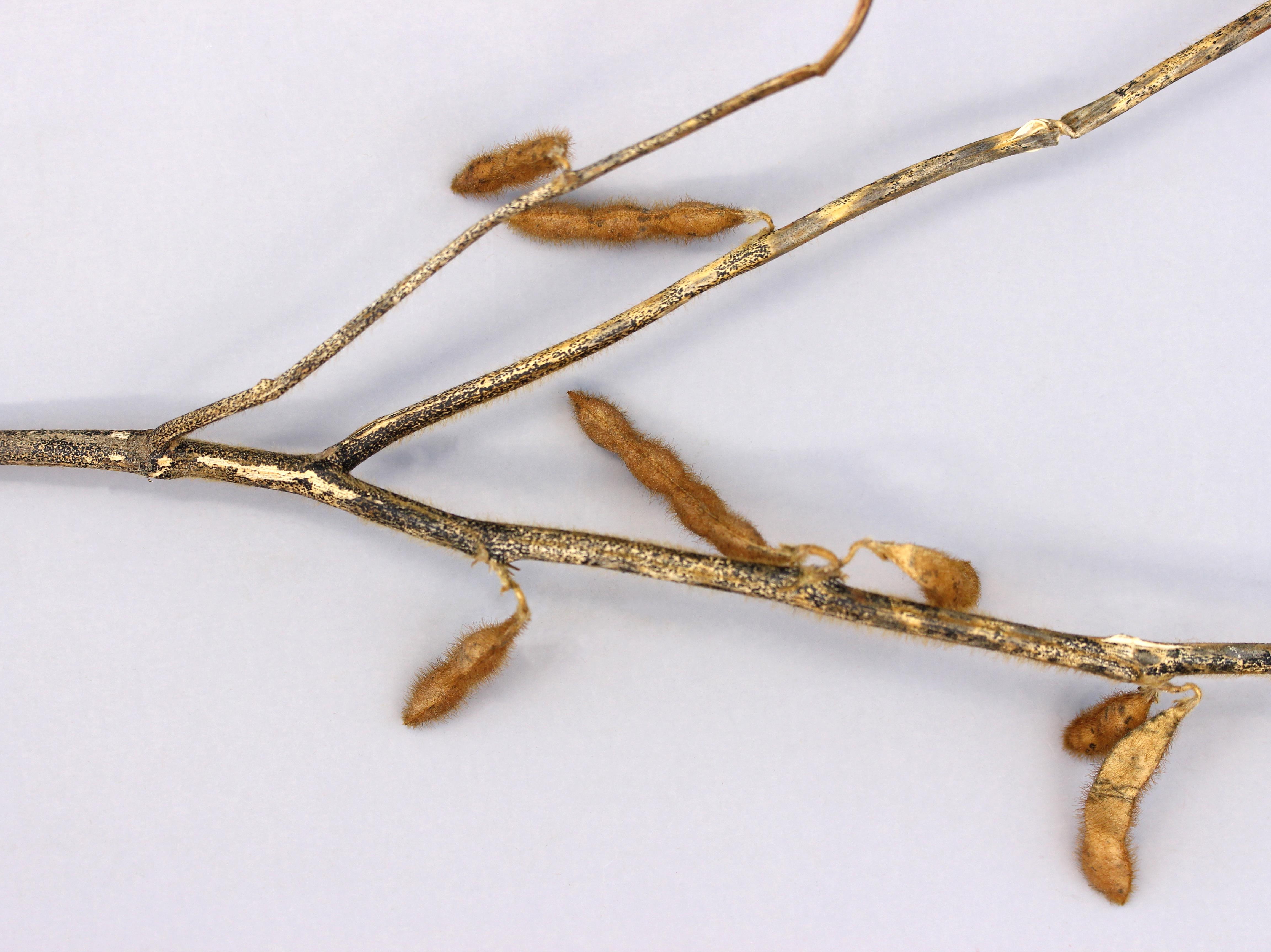 Laboratoire d'expertise et de diagnostic en phytoprotection - MAPAQ