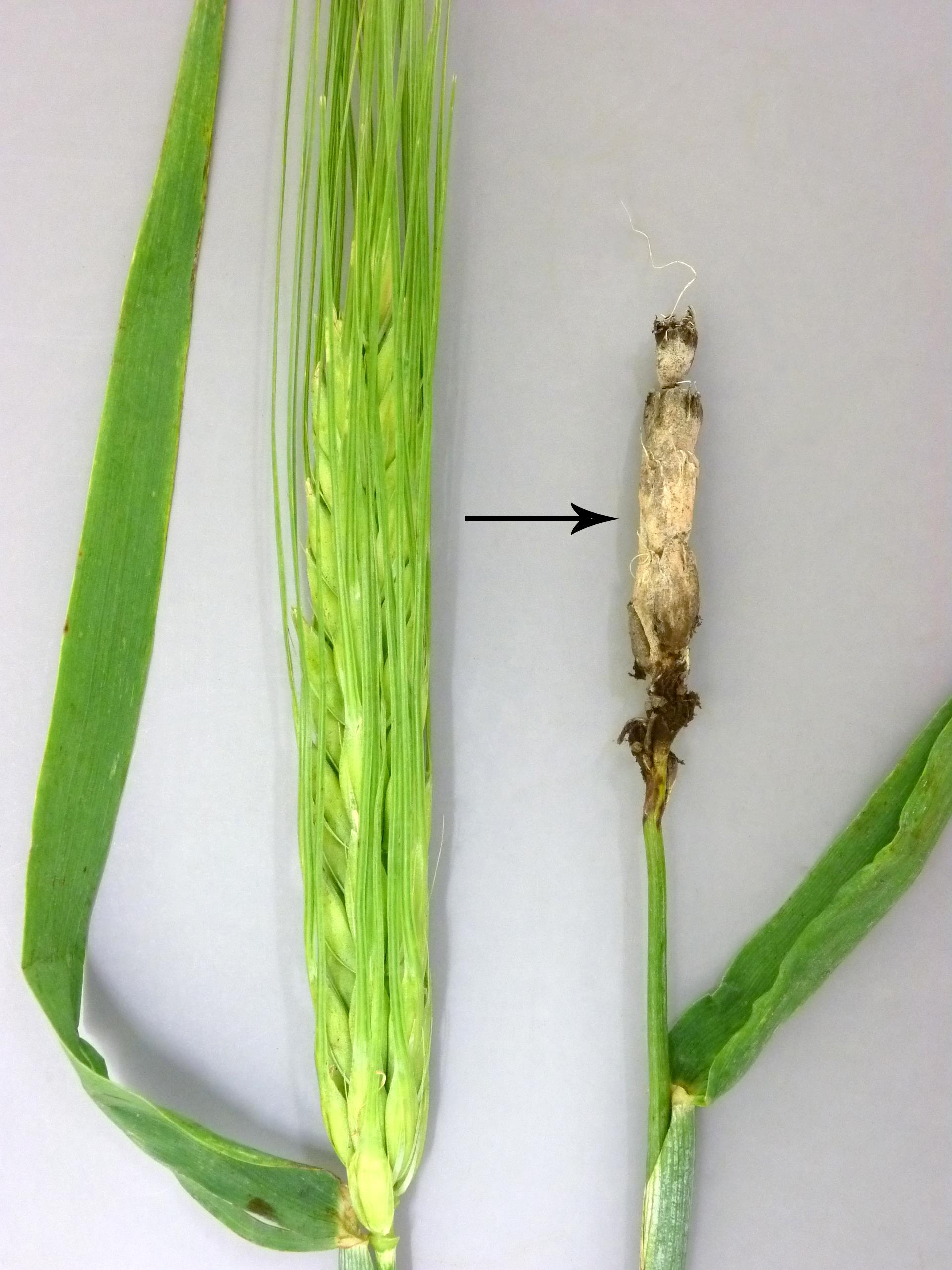 Laboratoire d'expertise et de diagnostic en phytoprotection - MAPAQ
