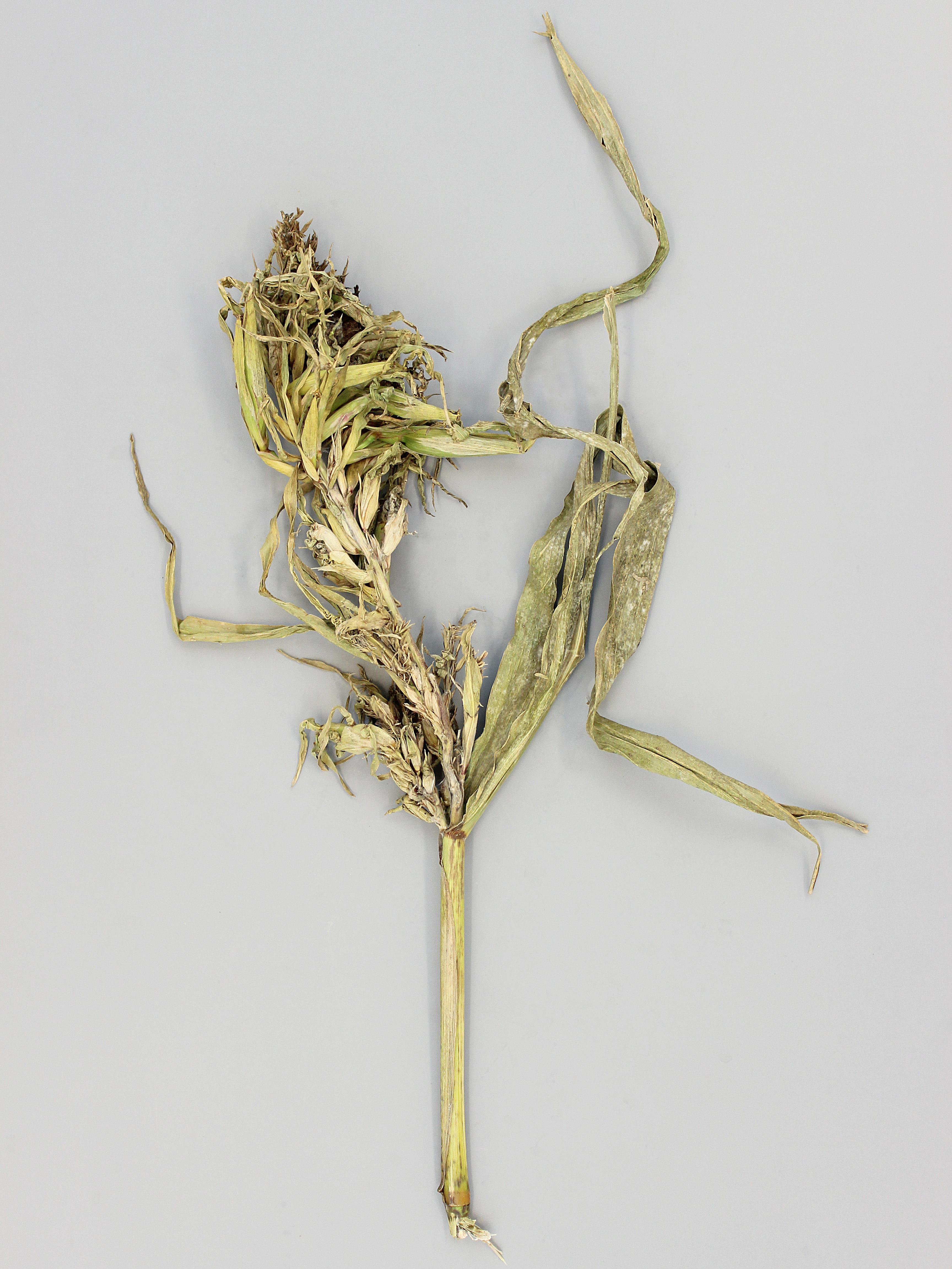 Laboratoire d'expertise et de diagnostic en phytoprotection - MAPAQ