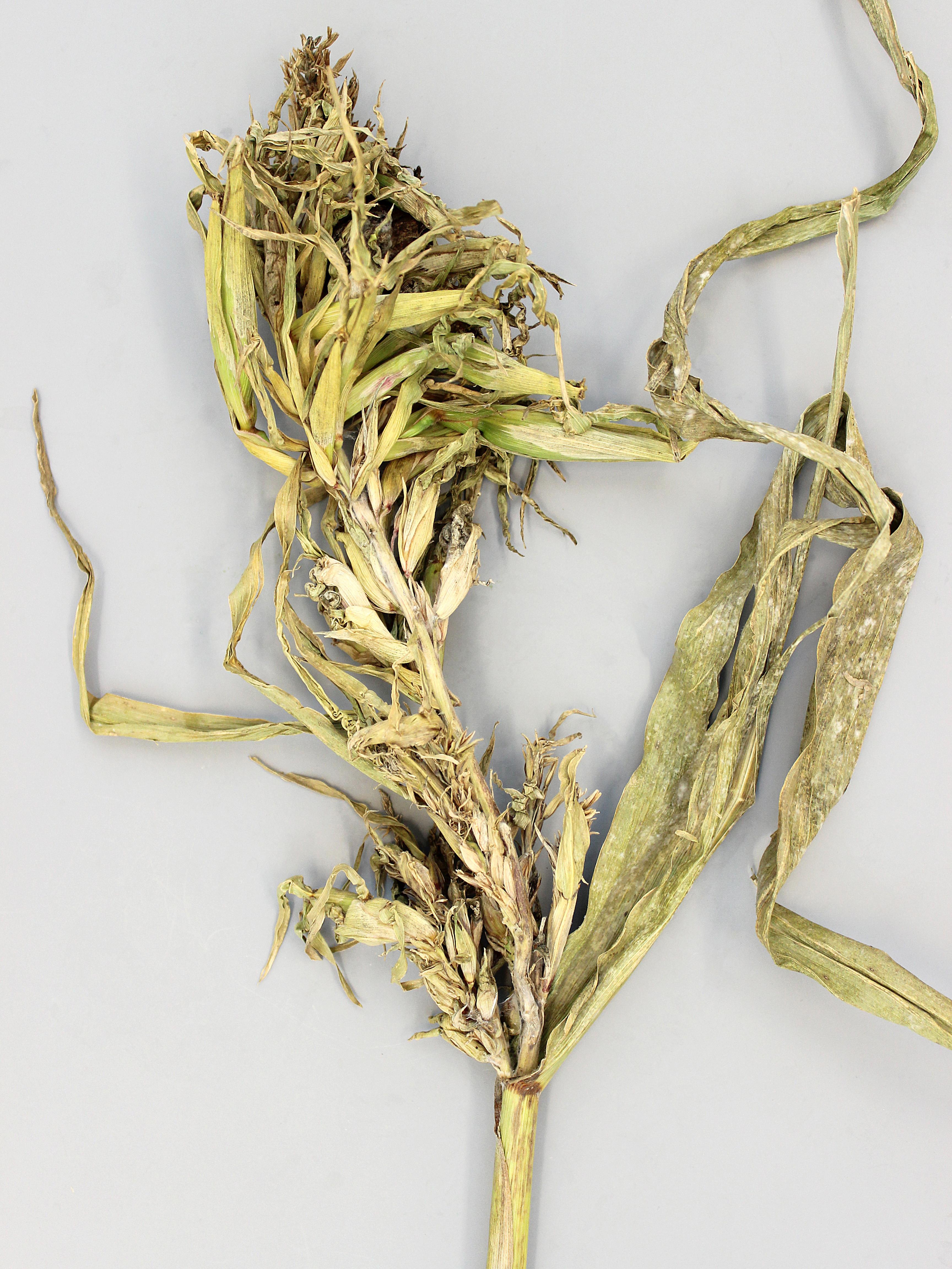 Laboratoire d'expertise et de diagnostic en phytoprotection - MAPAQ