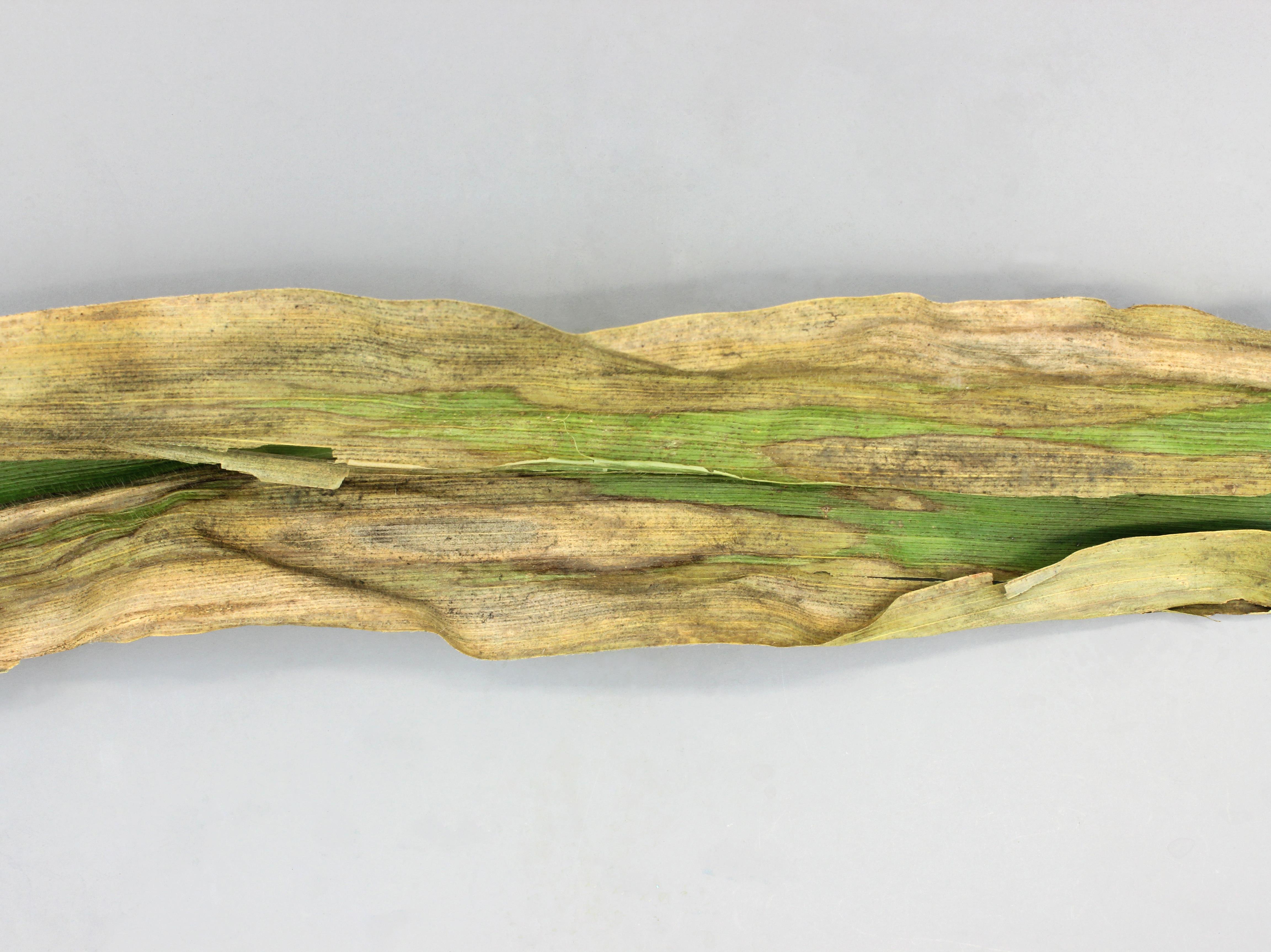 Laboratoire d'expertise et de diagnostic en phytoprotection - MAPAQ