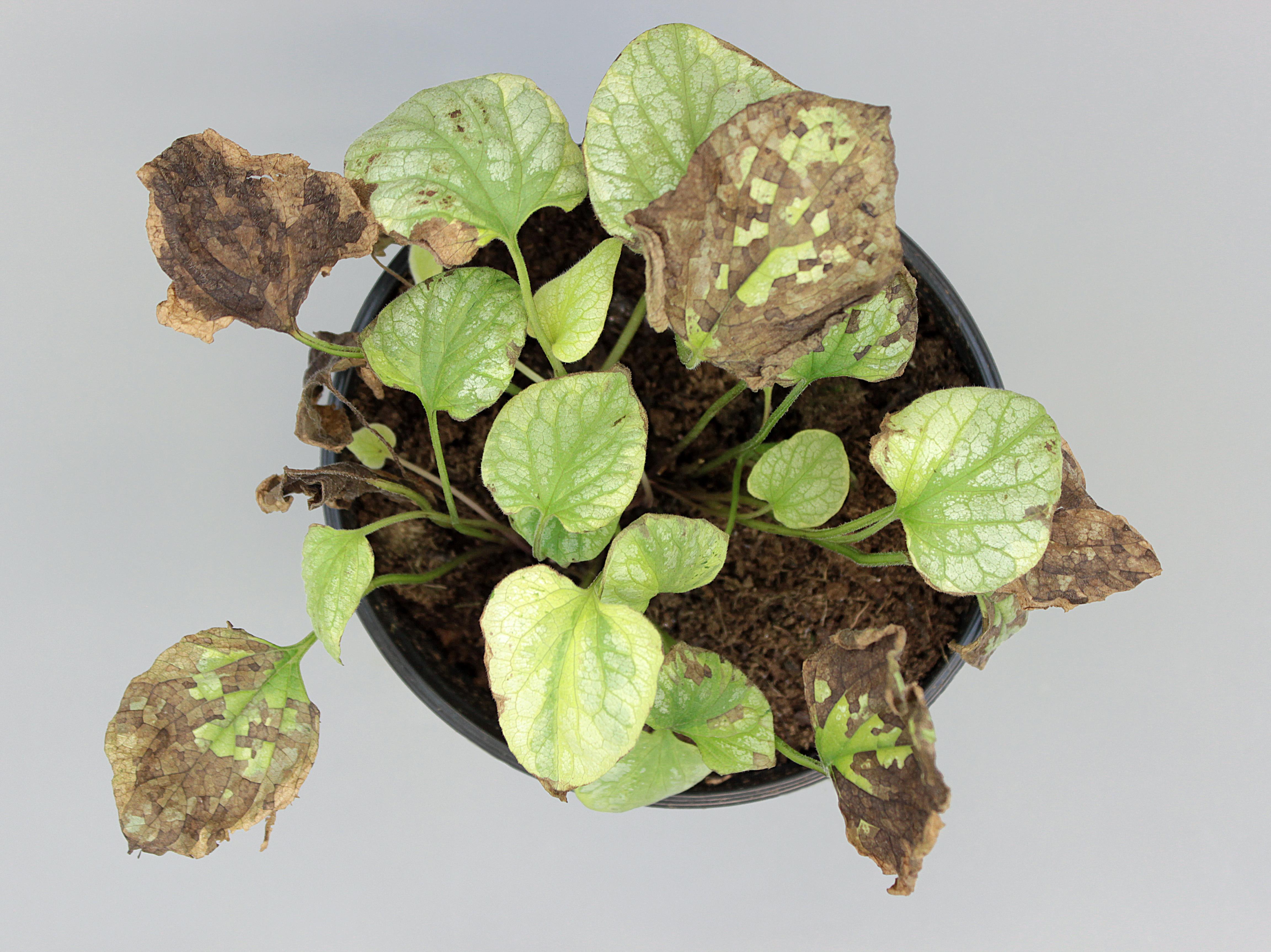 Laboratoire d'expertise et de diagnostic en phytoprotection - MAPAQ