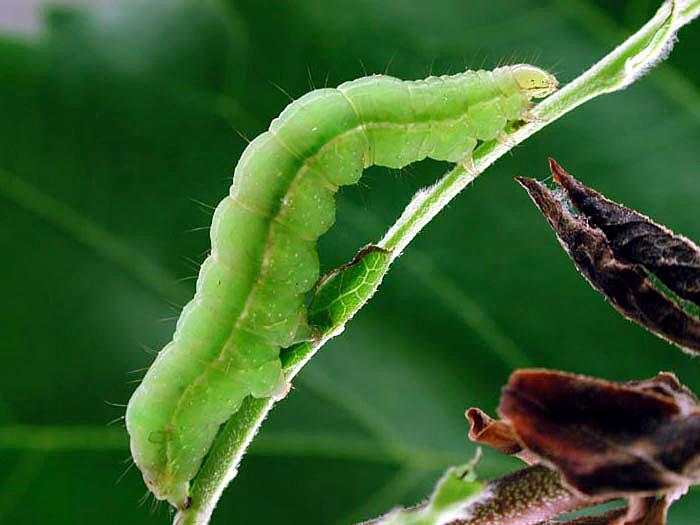 Laboratoire d'expertise et de diagnostic en phytoprotection - MAPAQ