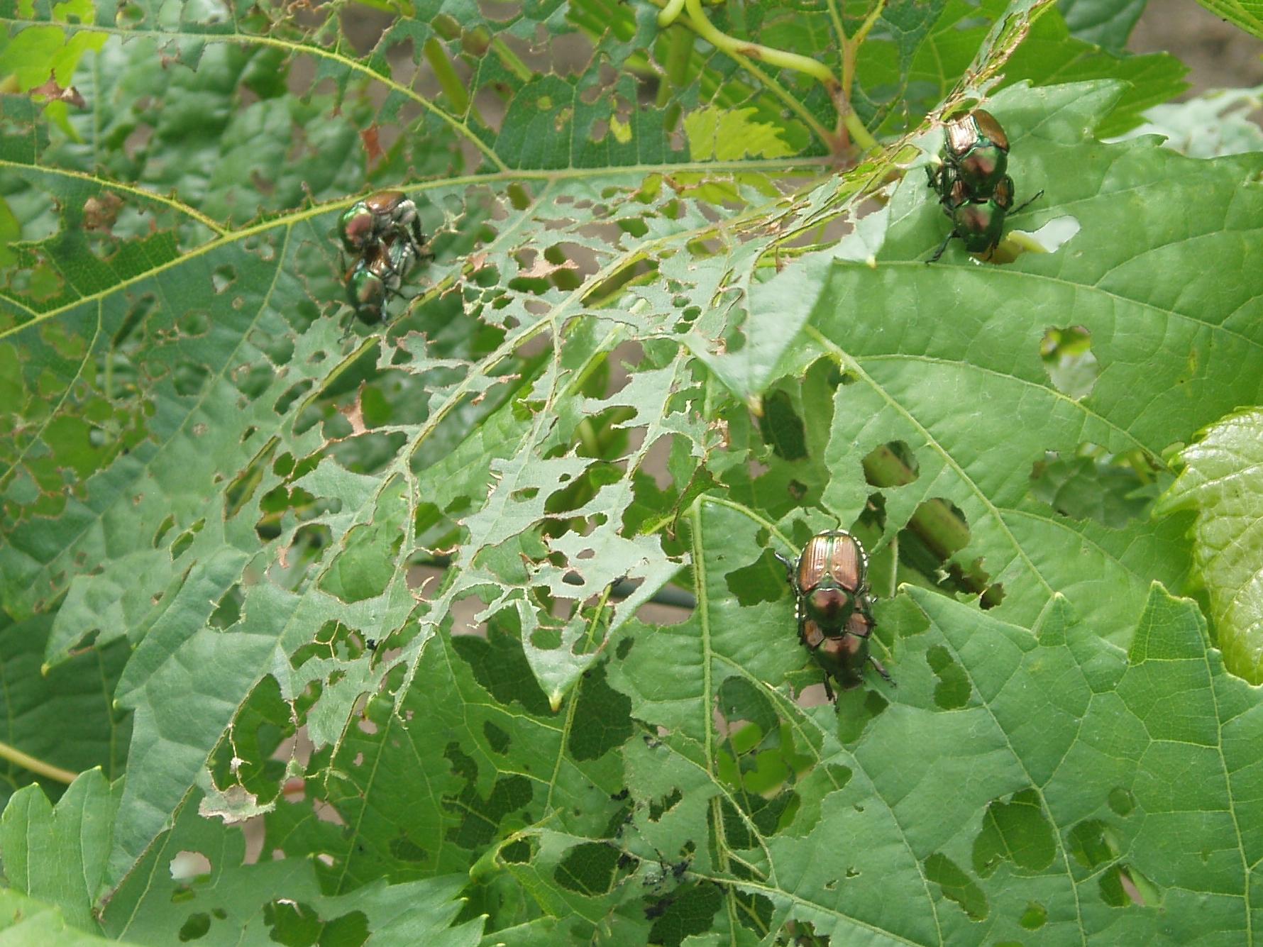 Laboratoire d'expertise et de diagnostic en phytoprotection - MAPAQ