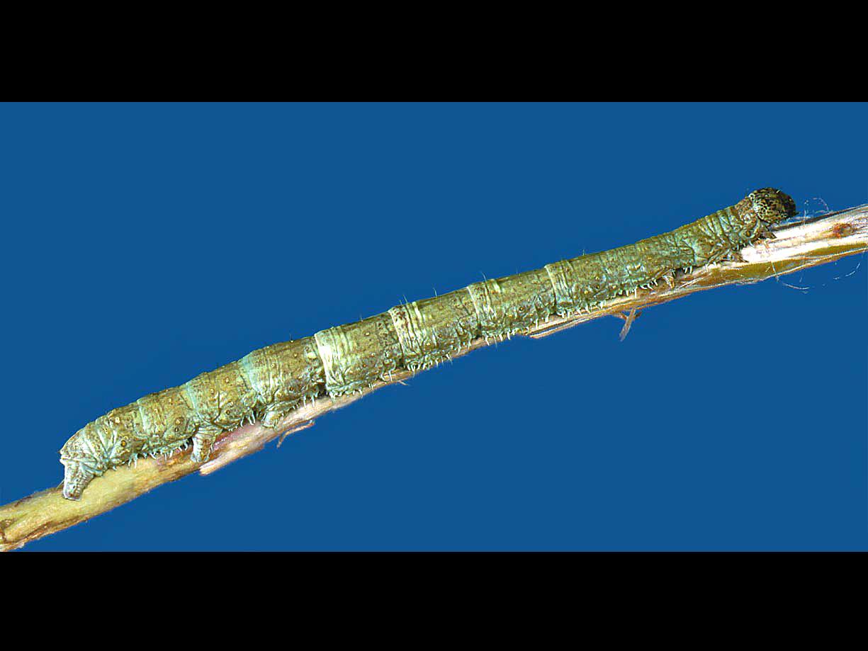 Laboratoire d'expertise et de diagnostic en phytoprotection - MAPAQ